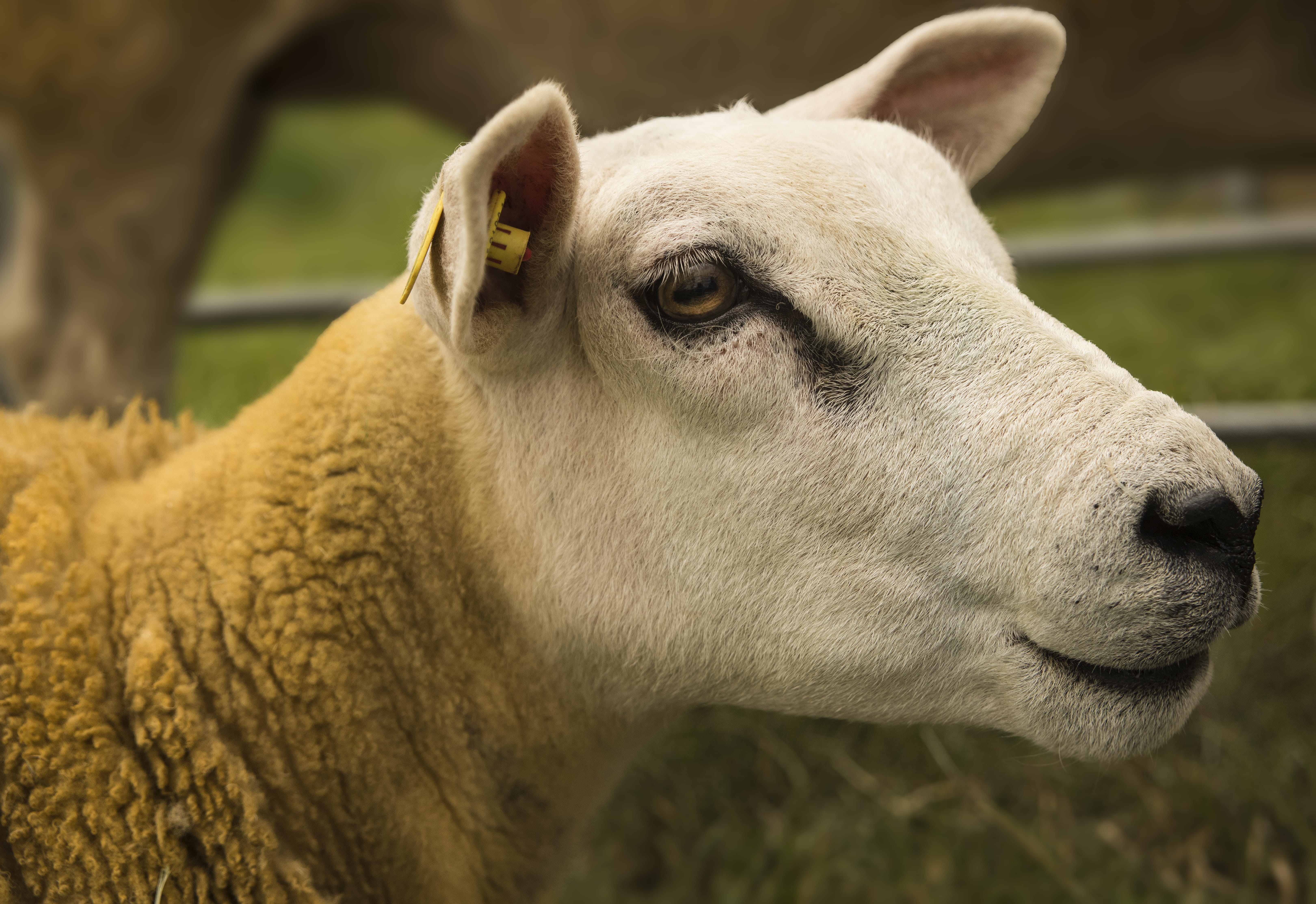 no people, alpaca, outdoors, wildlife, nature, mountain goat, animal themes, pets, zoo, head, one animal, land, herbivorous, animal eye, llama, sheep, animal, HD Wallpaper
