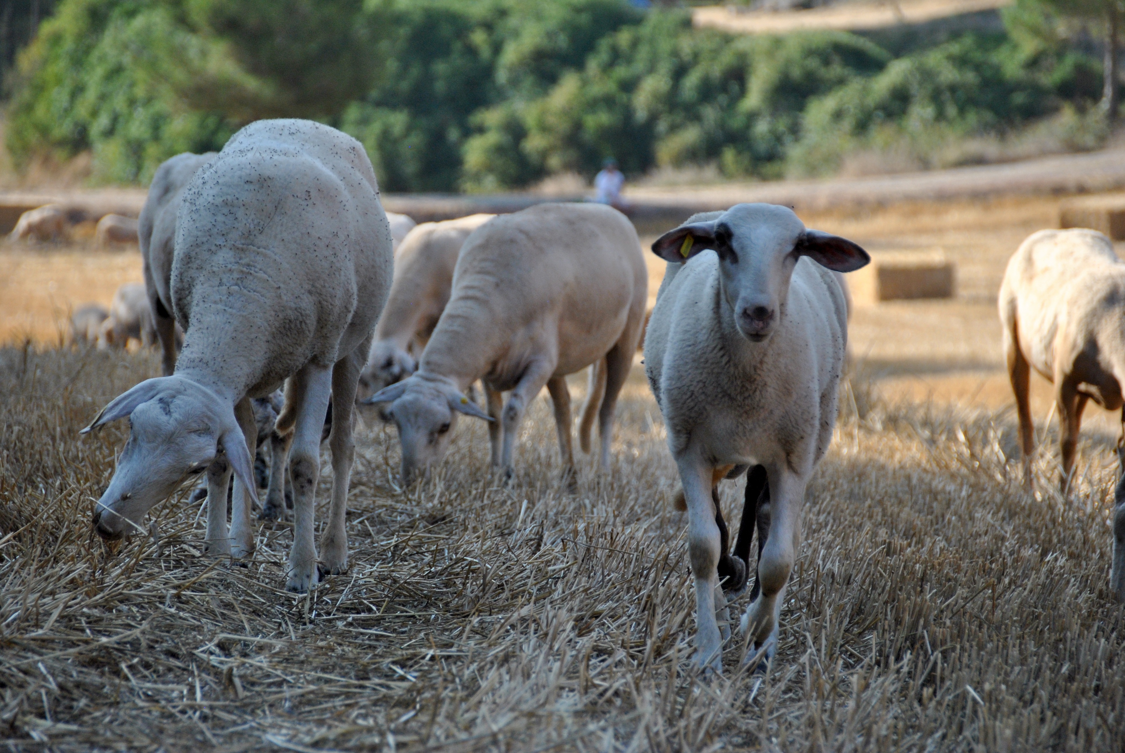 4K, herd, livestock, grass, flock, agriculture, goat, sheep, young animal, mammal, no people, pasture, animal themes, plant, group of animals, day, pets, HD Wallpaper