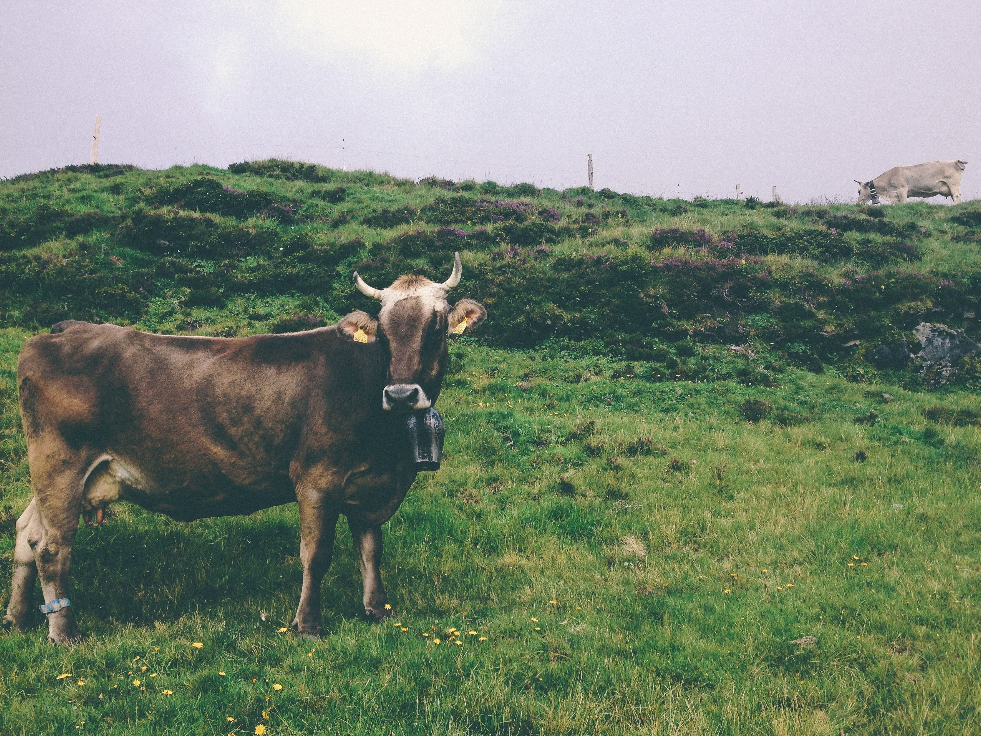 green color, meadow, landscape, domestic animals, land, nature, country, field, vertebrate, graze, domestic cattle, plant, mammal, dairy, pets, herbivorous, HD Wallpaper