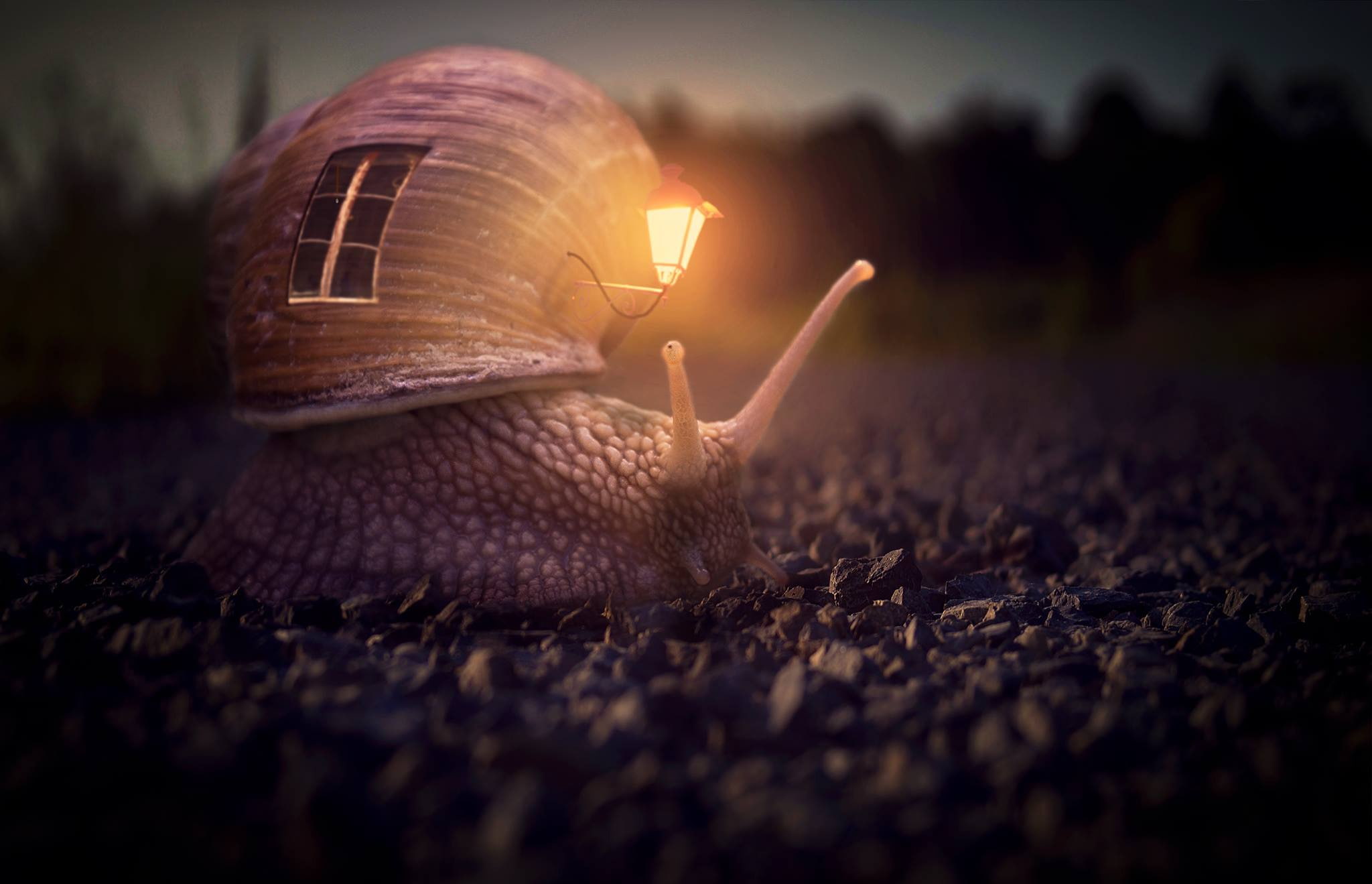 snail, 1080P, house, flashlight, horns, HD Wallpaper