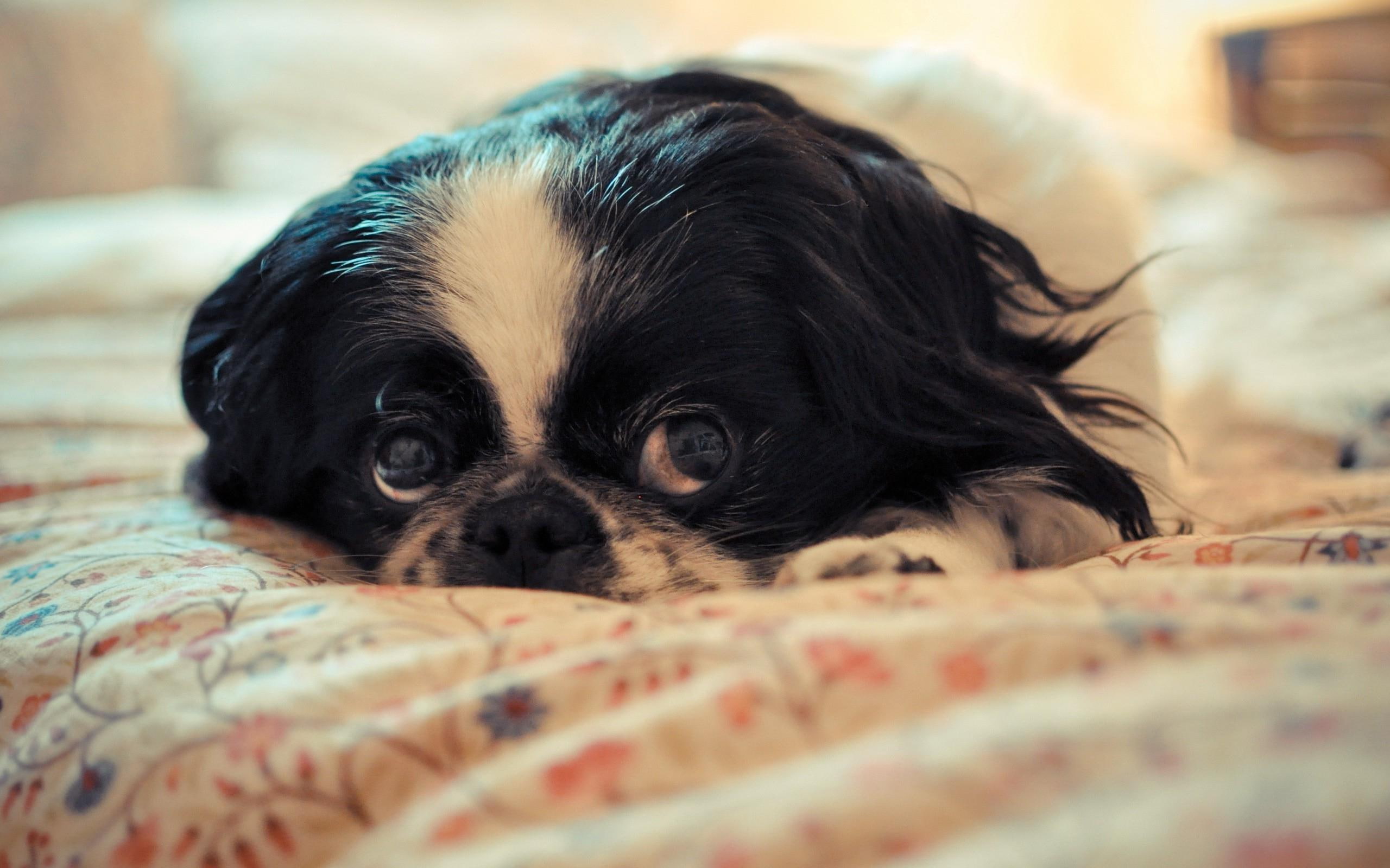 black, animals, coated, 2K, white, puppy, observing, short, 2560x1600, HD Wallpaper