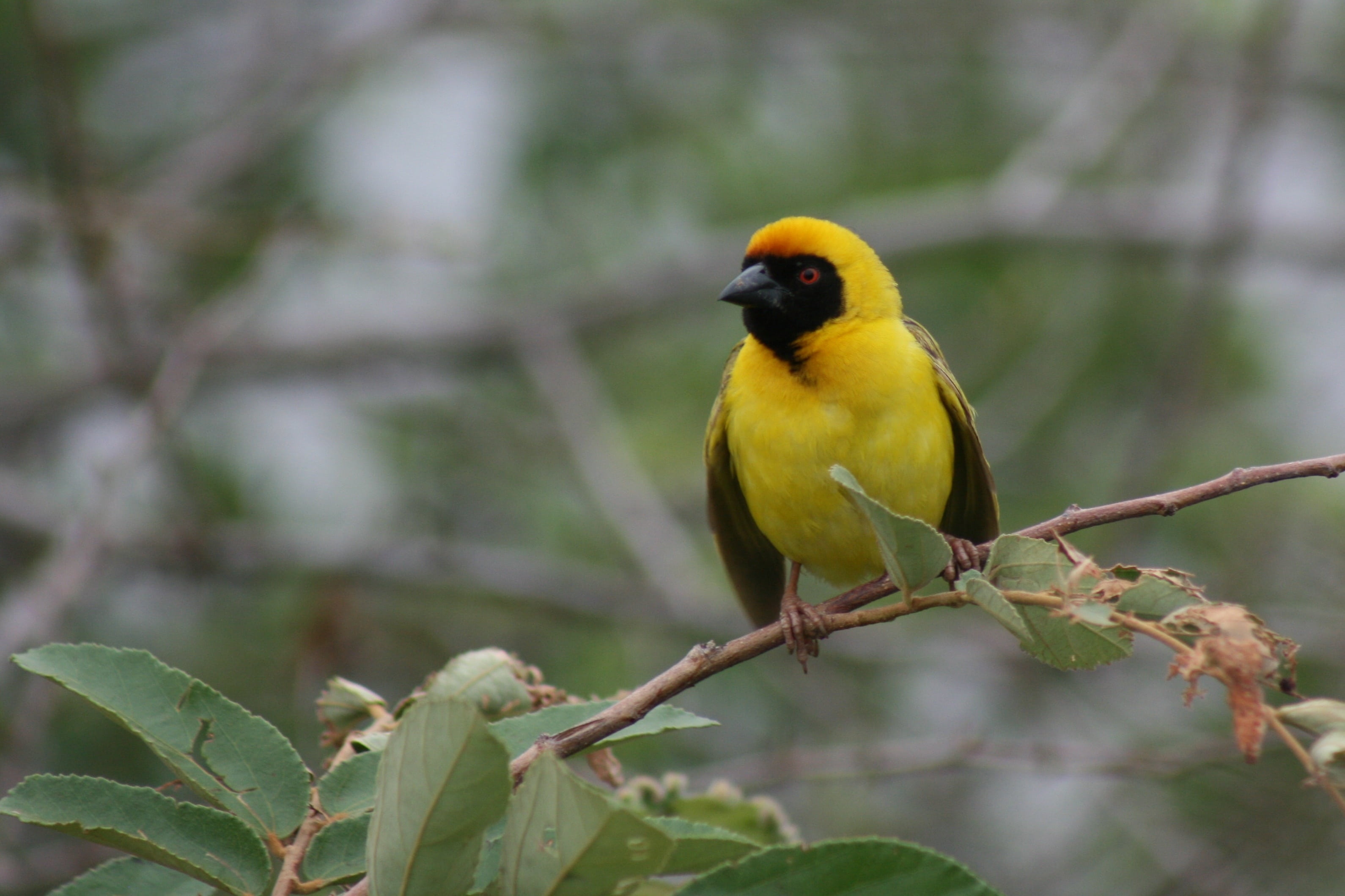 observe, outdoors, animal, yellow, bird, plant, focus on foreground, animals In The Wild, no people, animal themes, africa, perching, animal wildlife, nature, HD Wallpaper