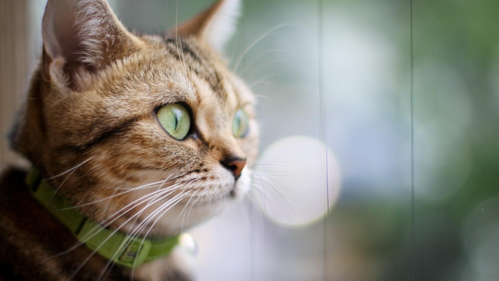 cat, brown, 1080P, 1920x1080, observant, animals, white, HD Wallpaper