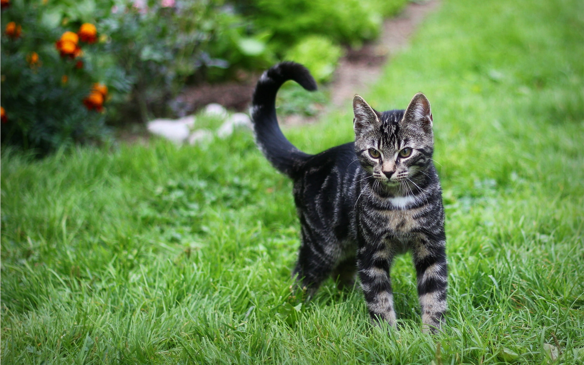 look, grass, kitten, observation, walk, 1080P, tabby, HD Wallpaper