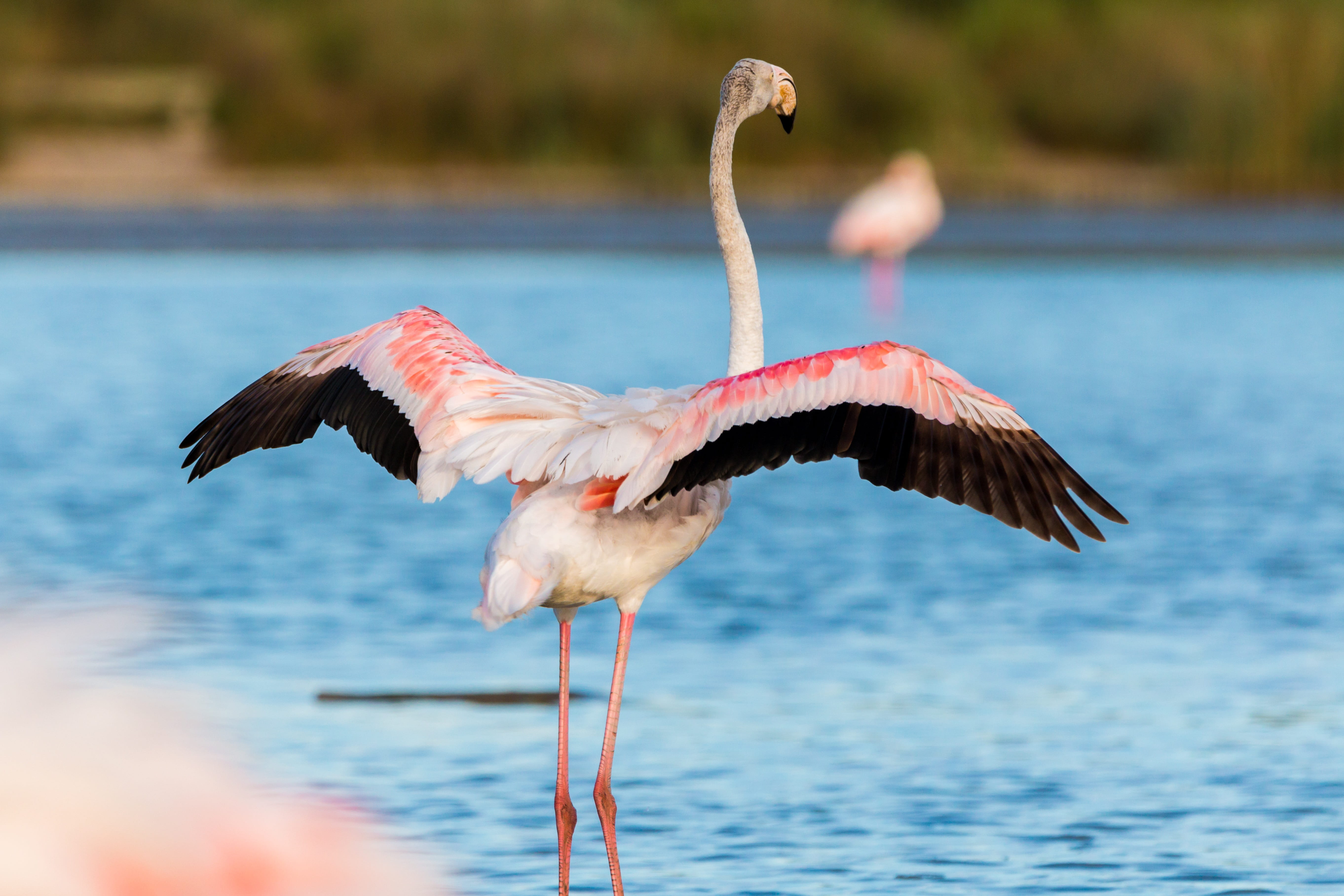 tropical, exotic bird, animal, observation, flying, spread wings, exotic, creature, animal body part, vertebrate, water, feather, beak, water bird, focus on foreground, HD Wallpaper