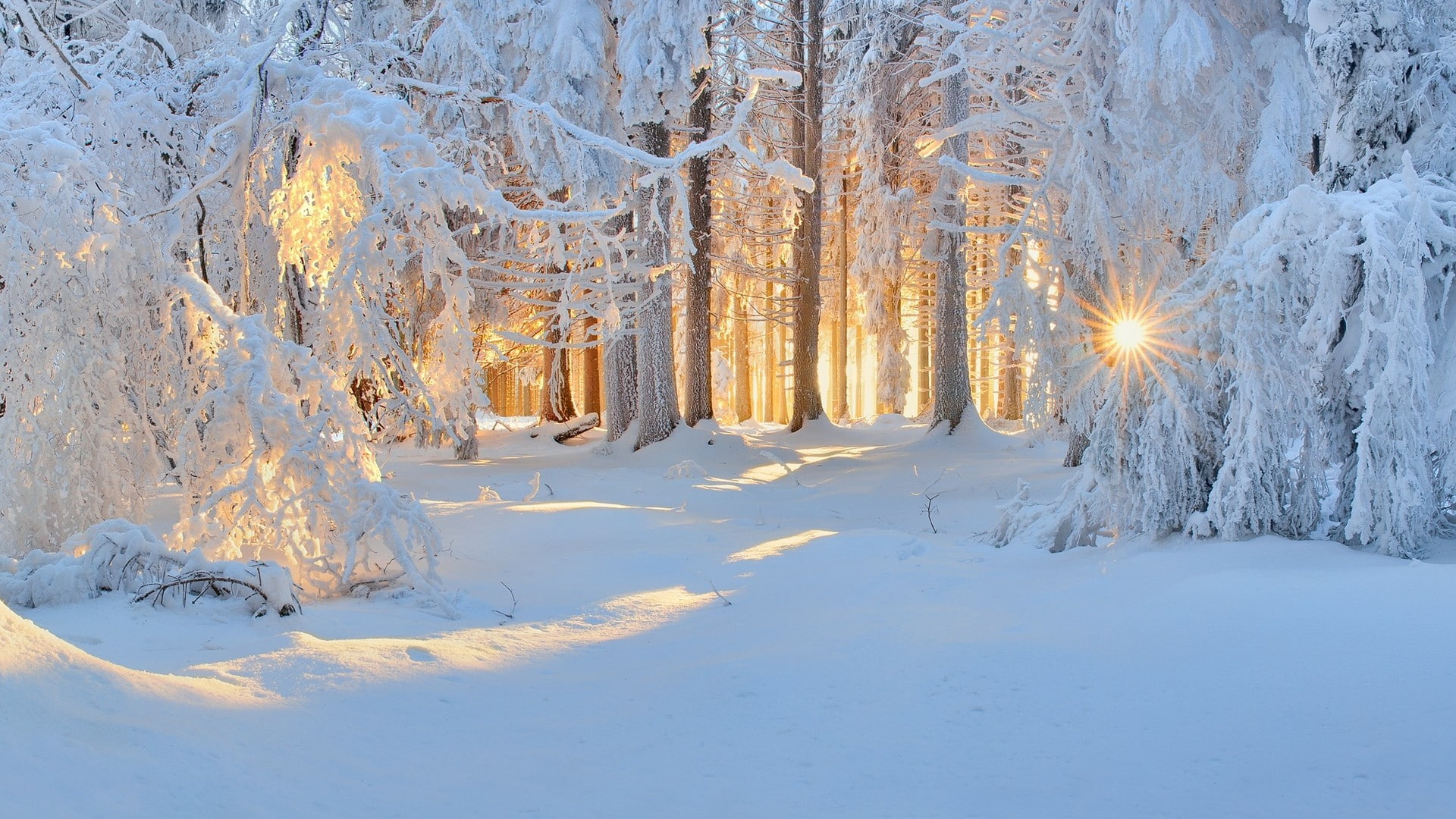 forest, sun rays, cold, trees, white, winter, sunlight, nature, 1080P, frost, snow, landscape, HD Wallpaper