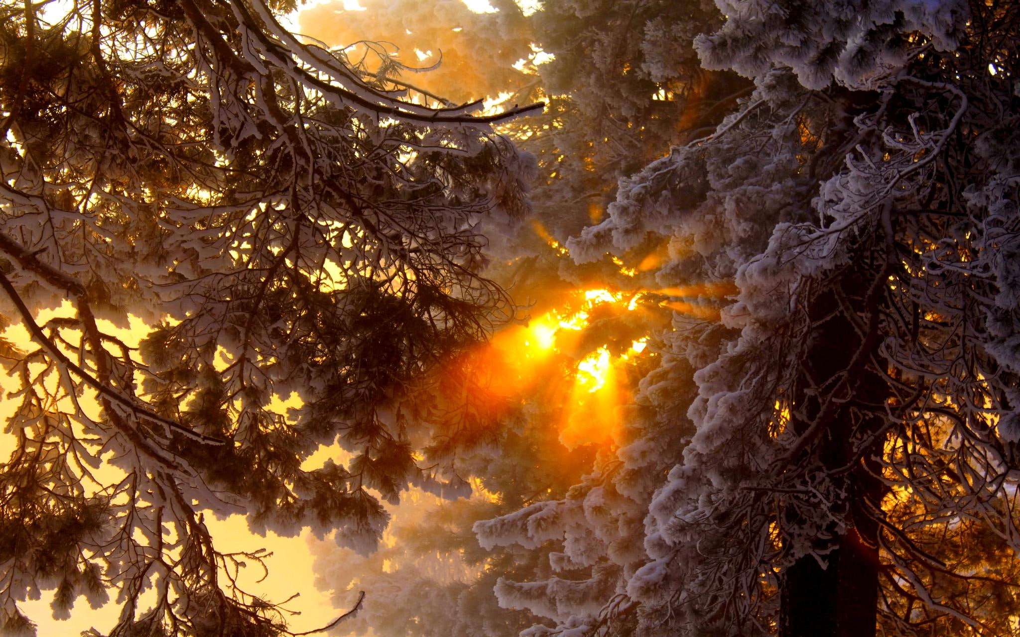 rays, nature, tree, branches, nature and landscapes, 1080P, light, winter, snow, seasons, HD Wallpaper