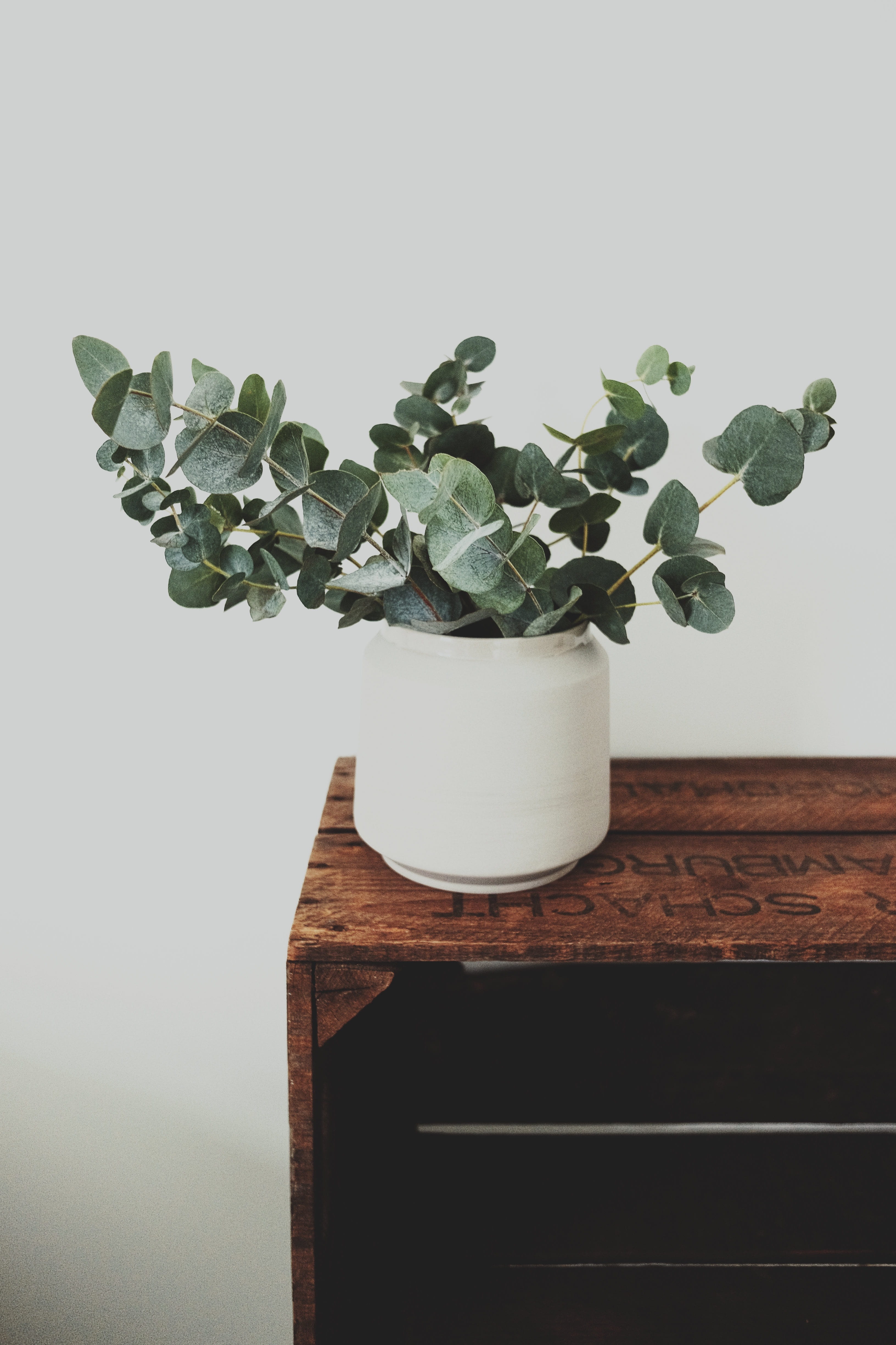 plant part, wood - material, table, growth, indoors, plant, fall, pot, beauty in nature, bloom, flower pot, garden, no people, potted plant, wall - building feature, Phone HD Wallpaper