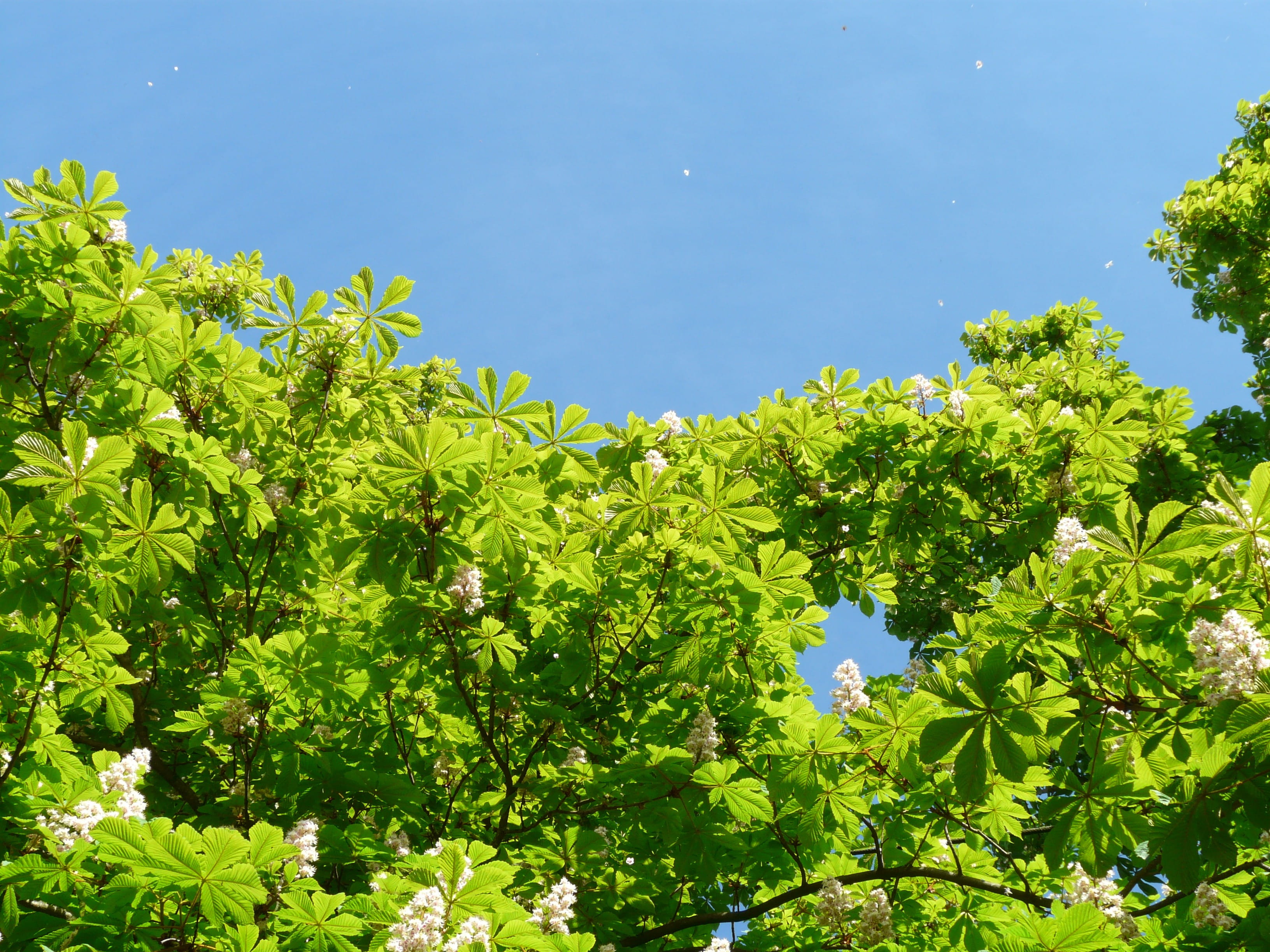 nature, chestnut, buckeye, sunlight, sun, clear sky, light, common rosskastanie, Leaves, white rosskastanie, sky, blue, outdoors, day, tree, beauty in nature, HD Wallpaper