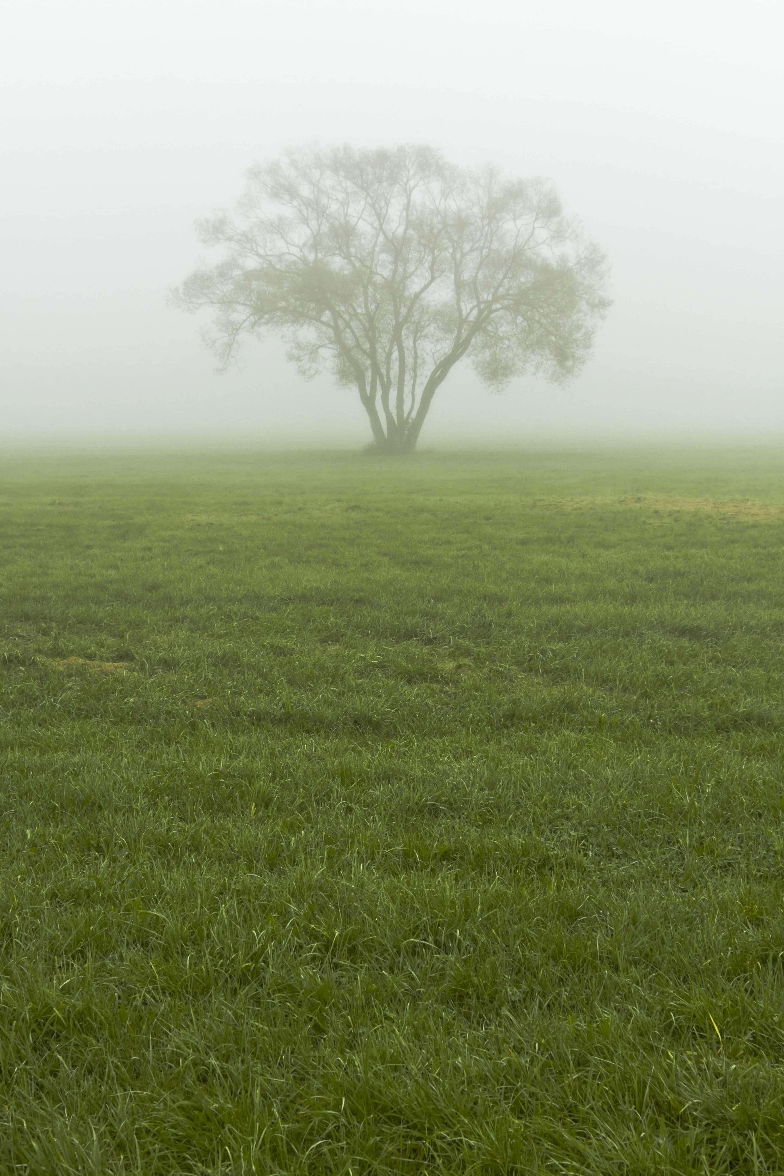 tree, green, weather, ecology, tranquil, tranquil scene, rural, hazy, field, environment, vertical, scenics - nature, autumn, foggy, grass, tranquility, Phone HD Wallpaper