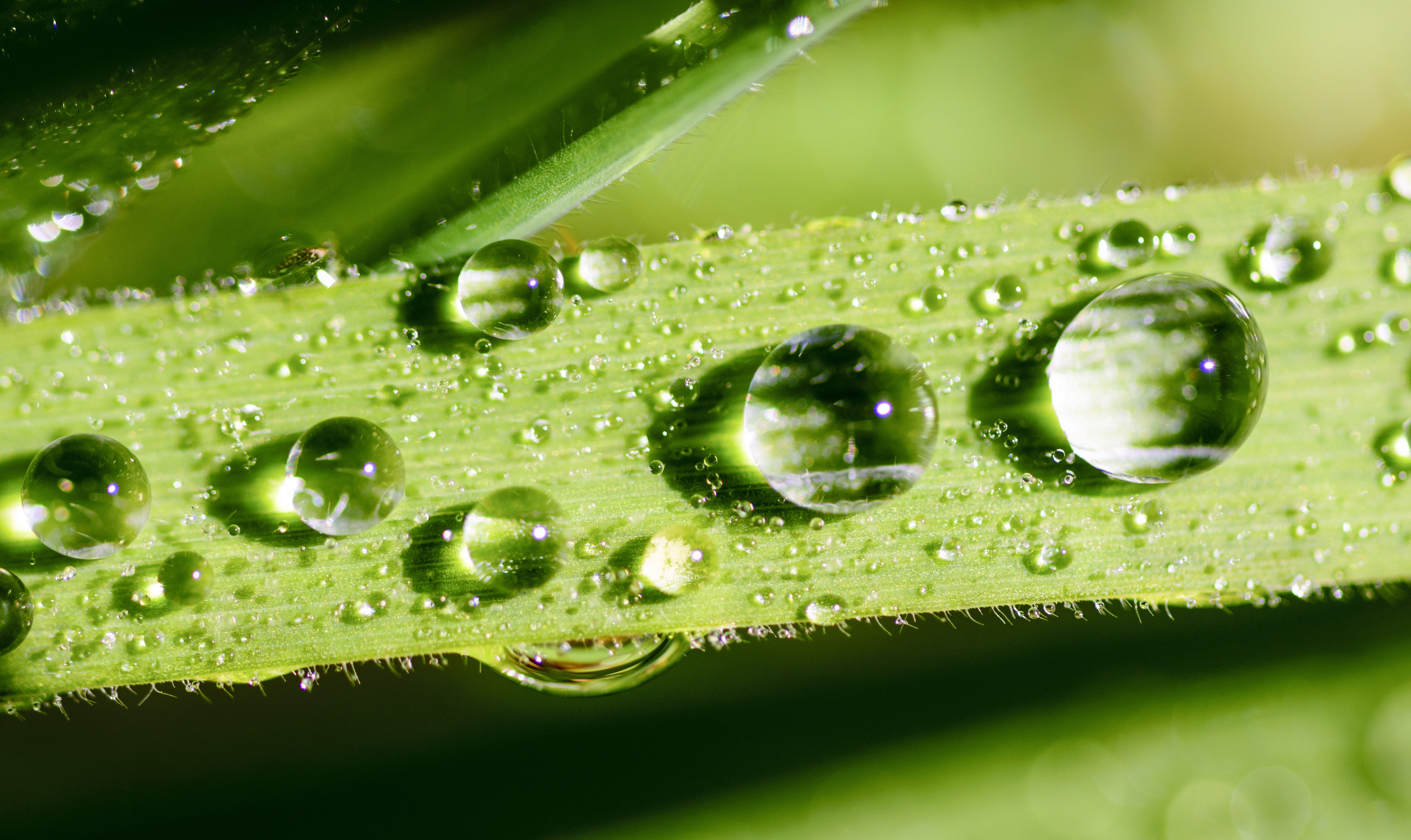 nature, texture, green, water, green color, purity, fresh, leaf, beauty in nature, dew, ecology, bright, grass, environmental conservation, pure, focus, HD Wallpaper