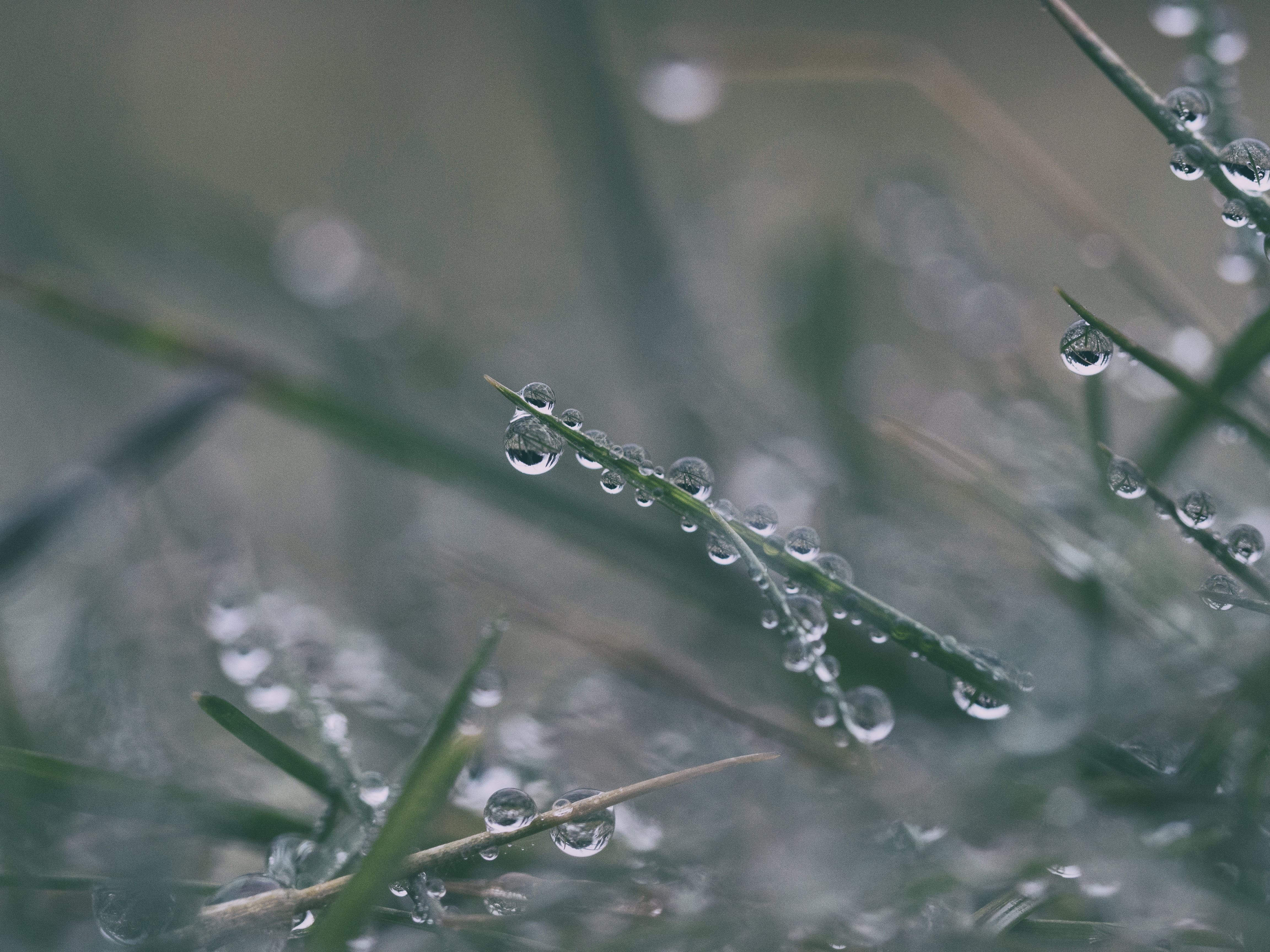 blur, purity, green color, no people, natural, beauty in nature, day, macro, leaf, droplets, close-up, drop, 4K, water, environment, rainy season, clean, HD Wallpaper