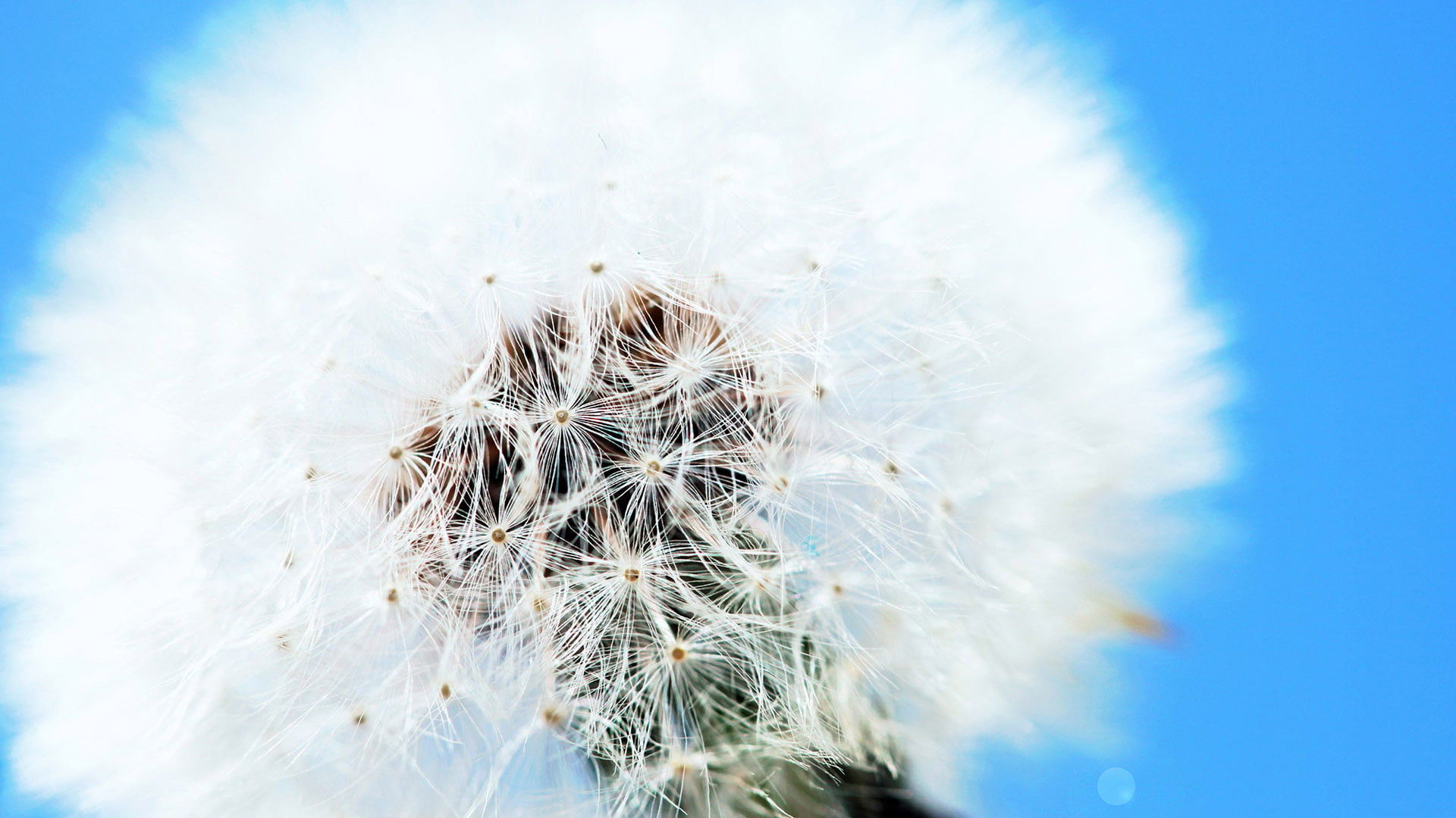 color, shape, drop, freshness, cold, flowers, art, cool, sky, flower head, frozen, softness, pattern, fragility, texture, water, dandelion seed, no people, HD Wallpaper