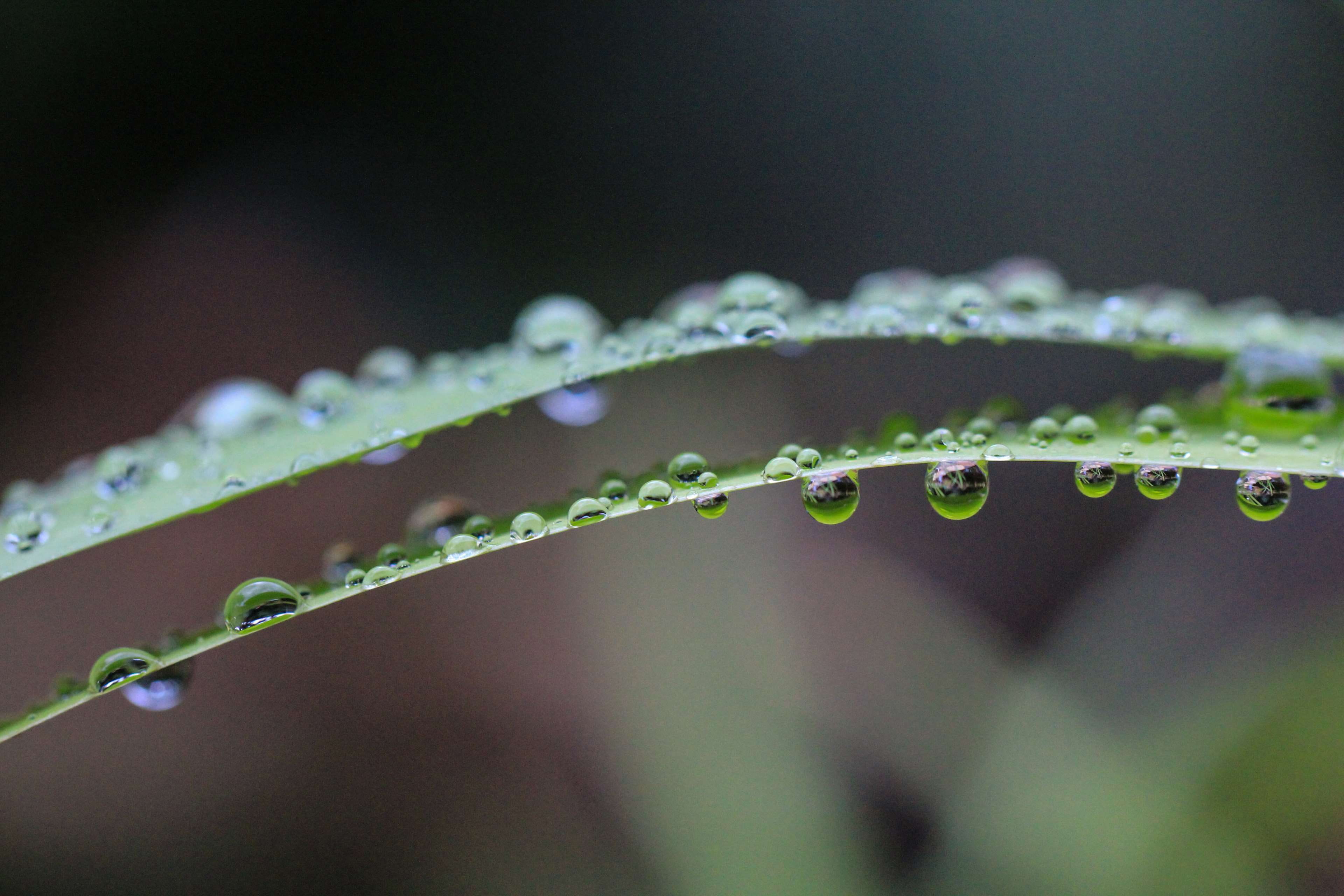 plant part, liquid, raindrop, outdoors, close up, natural, water, pattern, leaf, green, dew, blade of grass, waterdrops, purity, growth, day, close-up, HD Wallpaper
