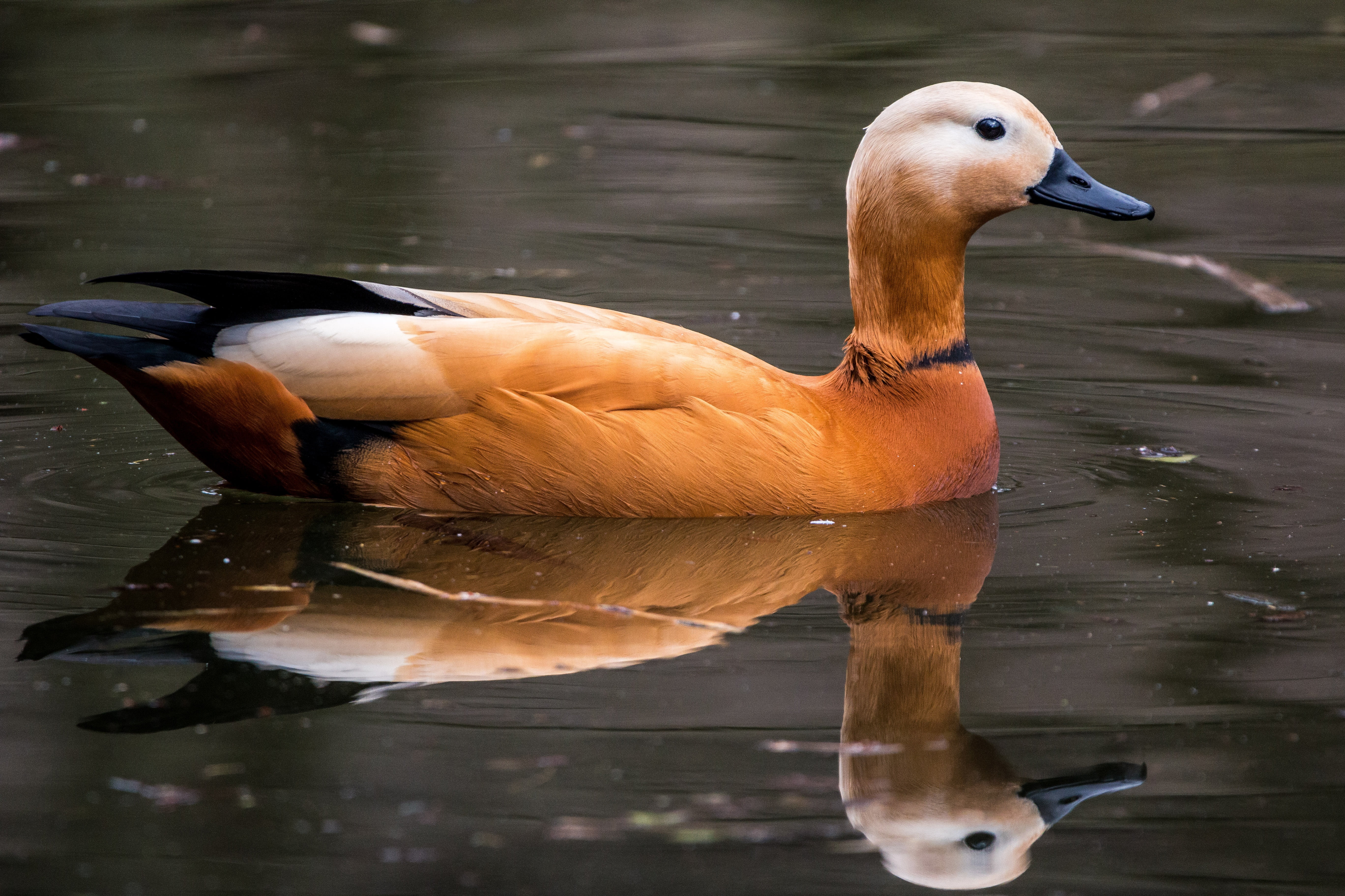 no people, vertebrate, reflection, animals in the wild, waterfront, beak, kasarkas, day, animal, lake, water bird, nature, one animal, swimming, rust goose, HD Wallpaper