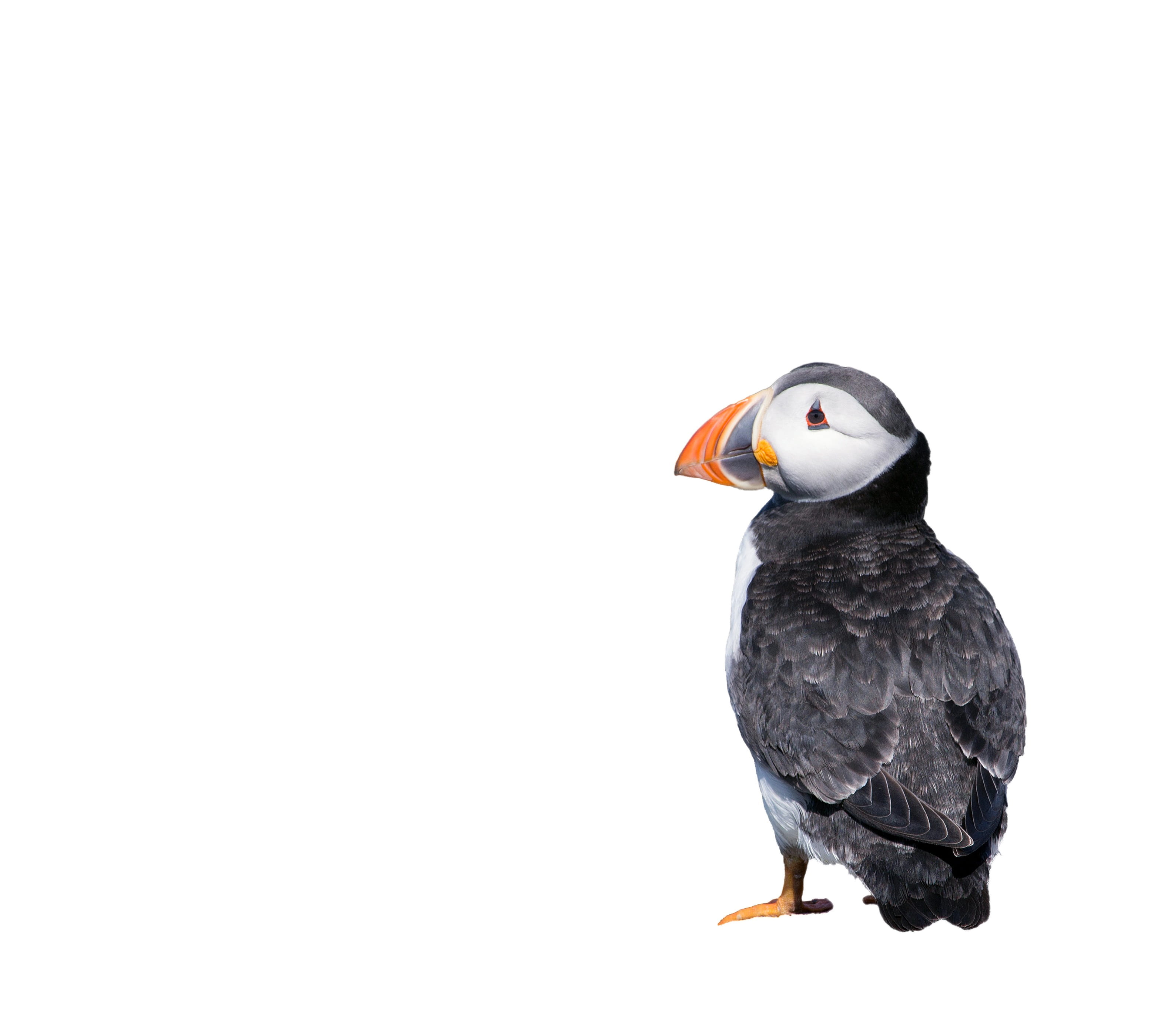 white, copy space, white background, background, black, close-up, alone, mouth open, perching, 2K, animal wildlife, cut out, puffin, full length, black color, HD Wallpaper