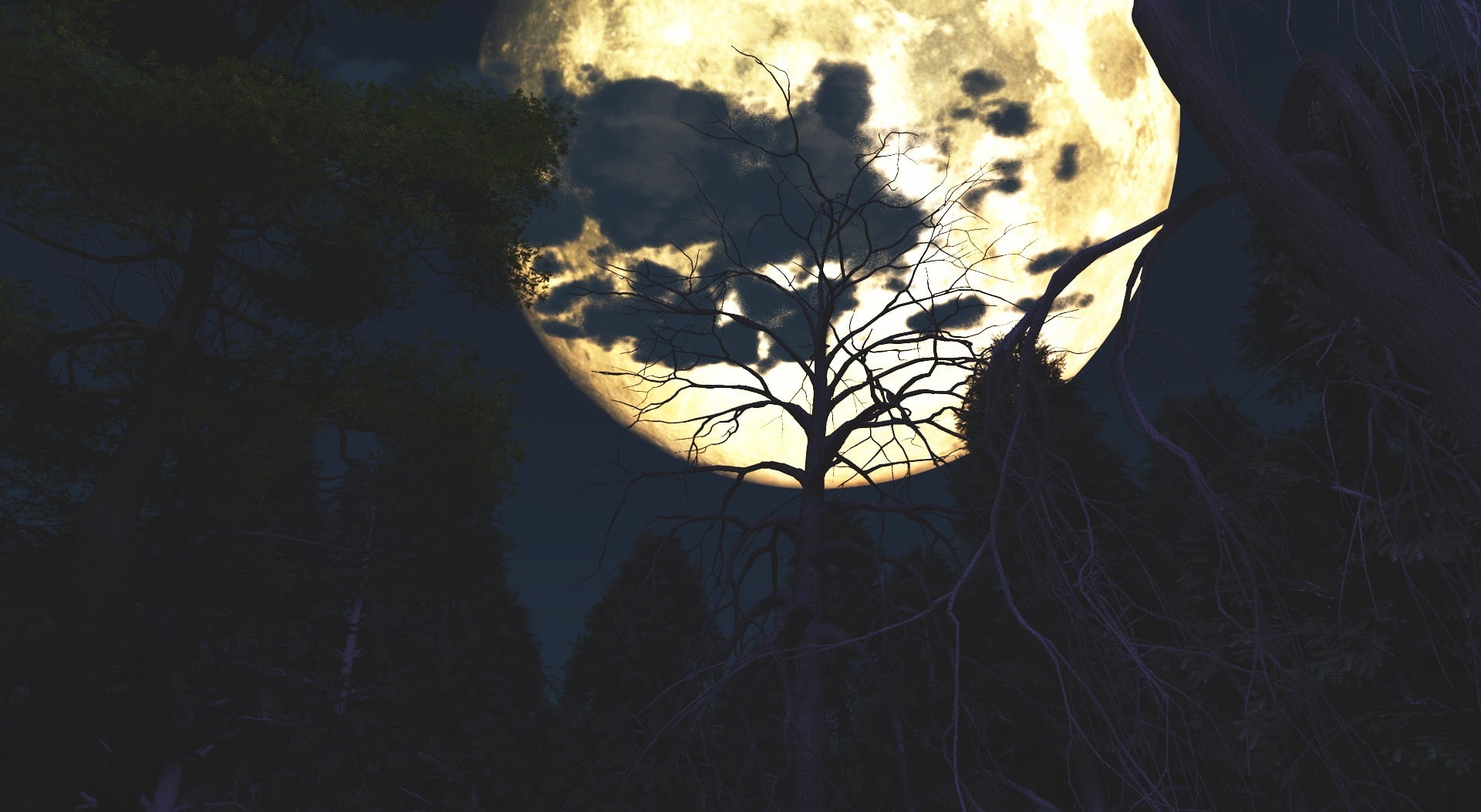 forest, silhouette, tranquility, plant, 1080P, big, hd, sky, tree, night, growth, lake, Fantasy, beauty in nature, land, reflection, plant part, branch, HD Wallpaper