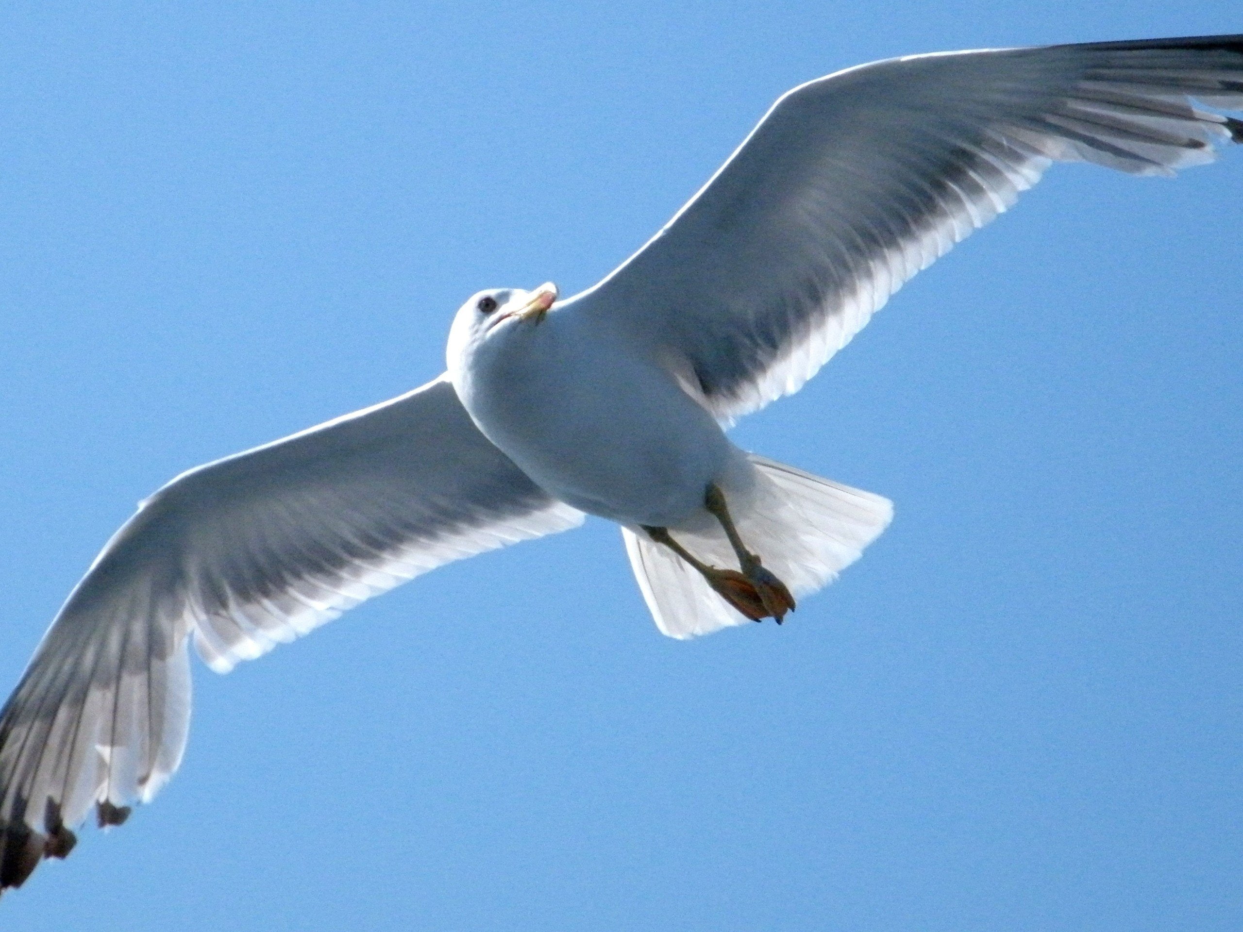 motion, low angle view, animals in the wild, bird, directly below, one animal, animal themes, no people, flying, clear sky, day, blue, vertebrate, animal, HD Wallpaper