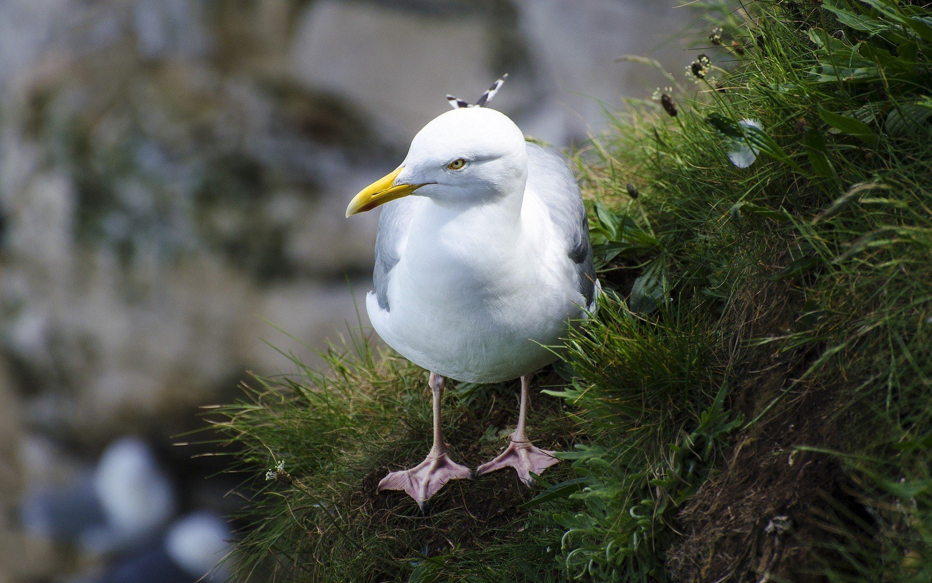 Ave, animal, gaviota, 1080P, HD Wallpaper