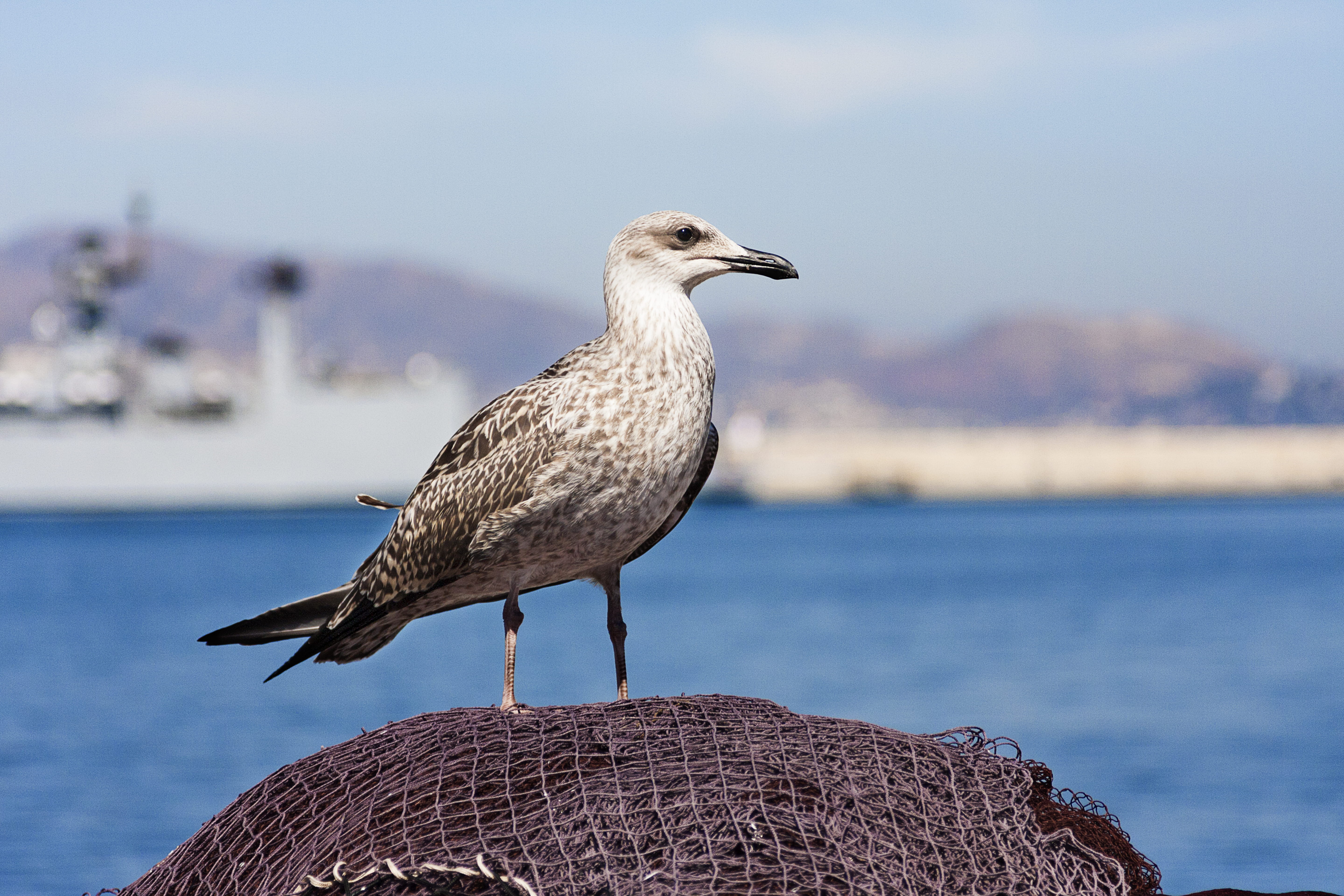 outdoors, ocean, daytime, profile view, malaga, full length, close-up, mediterráneo, net, málaga, one animal, puerto pesquero, gray, animals in the wild, HD Wallpaper