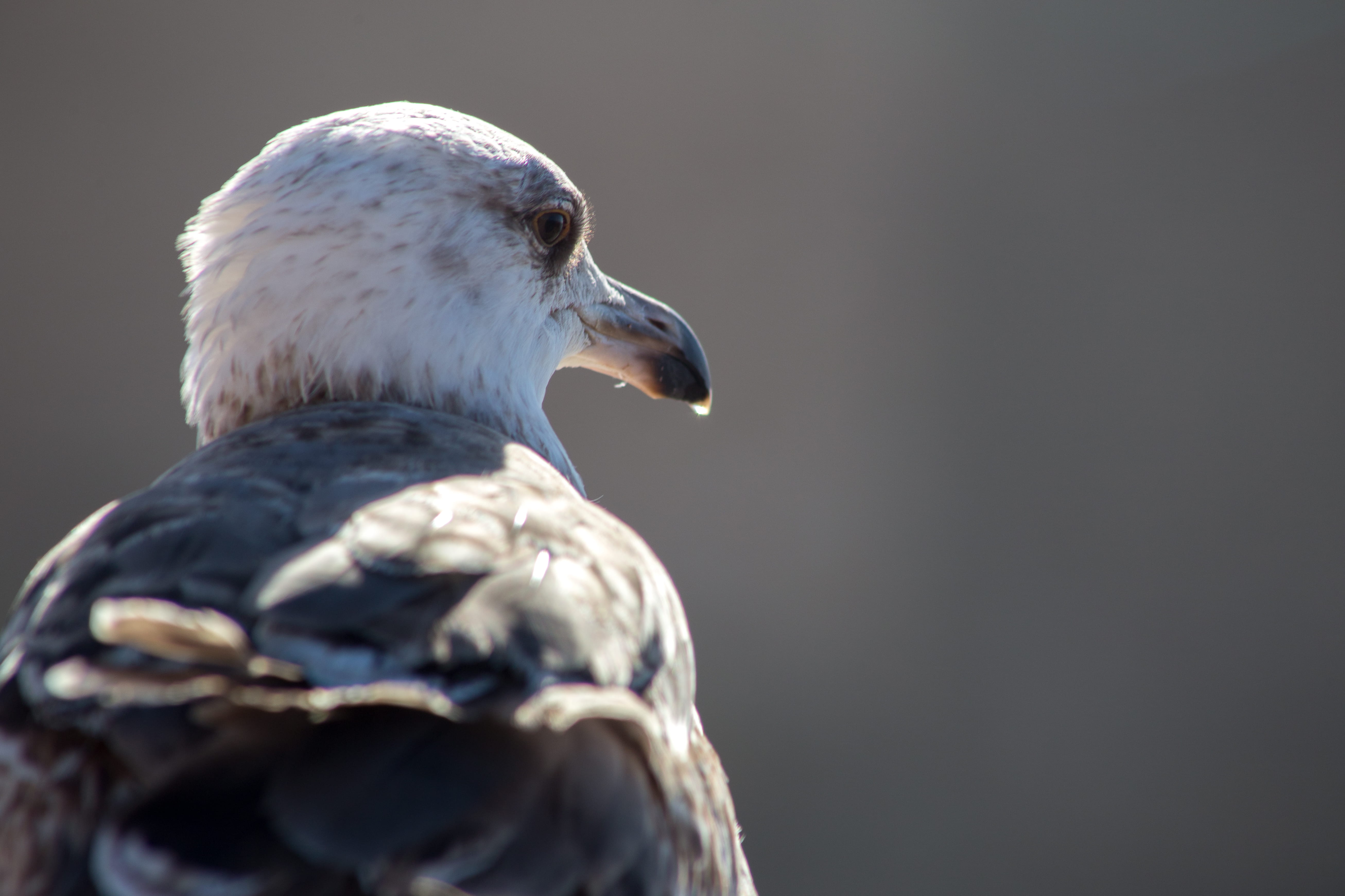 animal wildlife, photography, side view, animals in the wild, mouette, outdoors, seagull, hawk, 5K, ave, close-up, selective, think, reptile, day, focus on foreground, HD Wallpaper