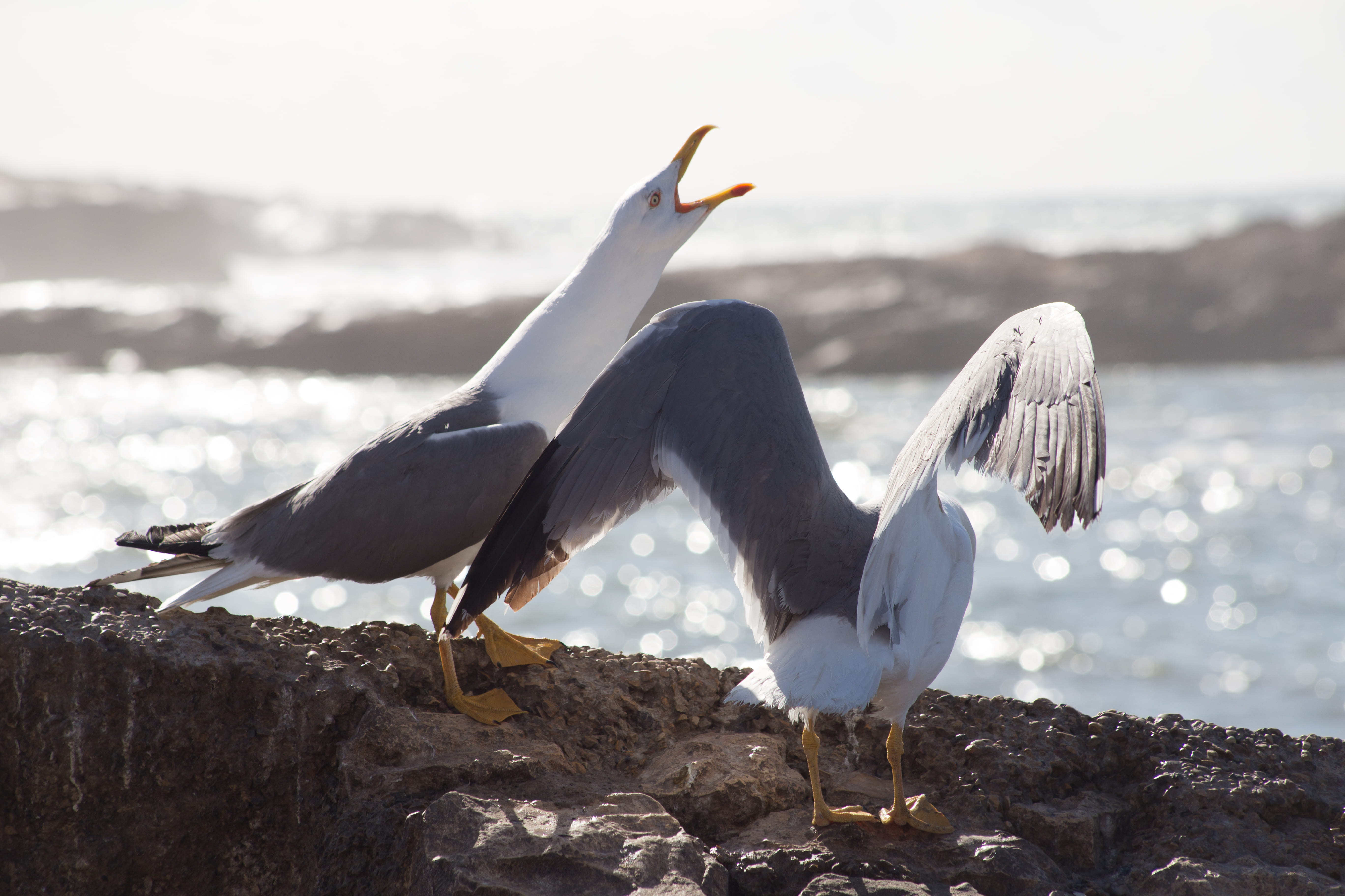 ave, gray, rocher, group of animals, white, goeland, focus on foreground, day, outdoors, rock - object, mouettes, seagulls, nature, vertebrate, sea, beach, HD Wallpaper