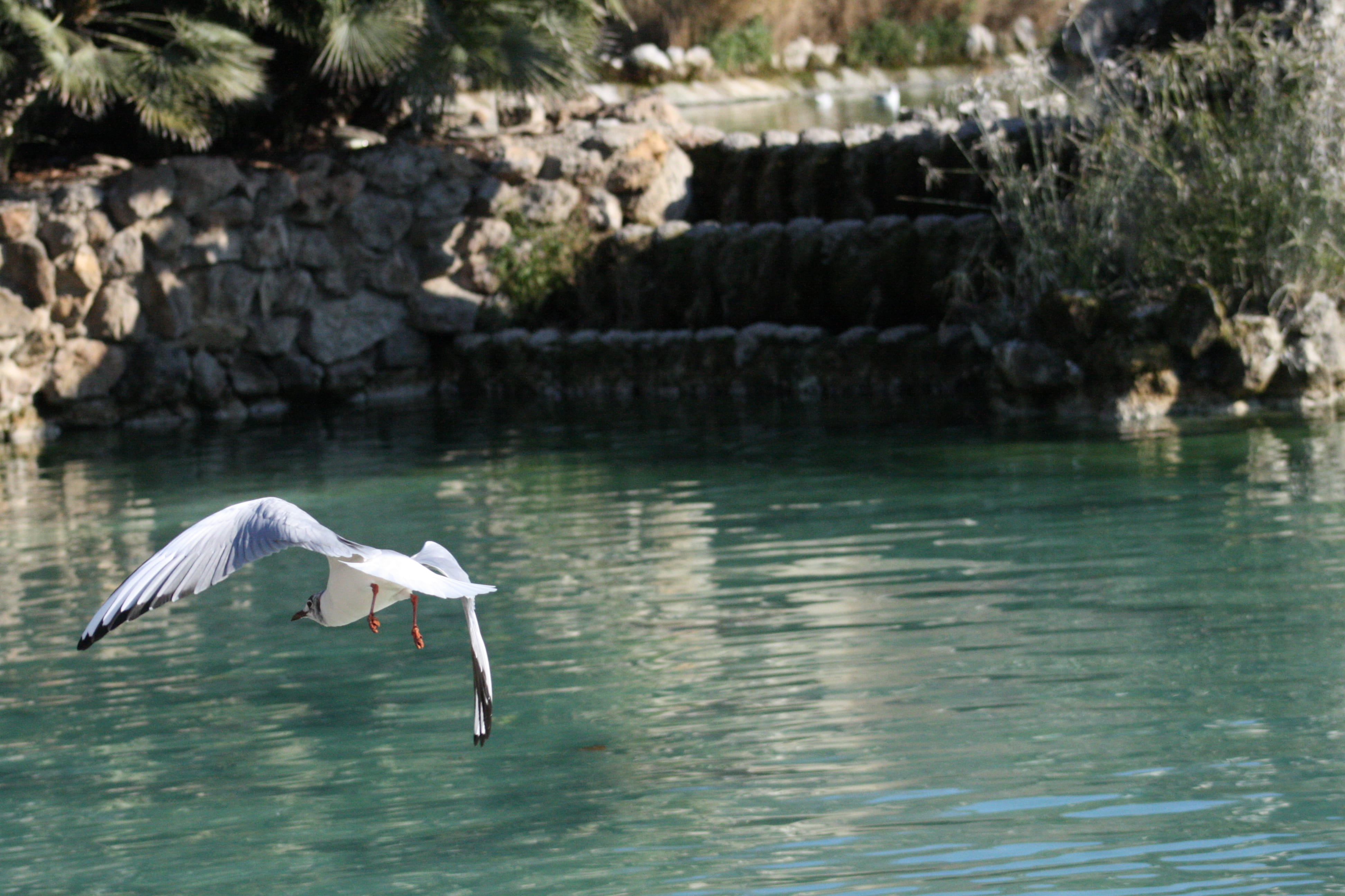 rock - object, bird, heron, animals in the wild, agua, lake, water, seagull, no people, flying seagull, one animal, 4K, animal wildlife, volar, pájaro gris, HD Wallpaper
