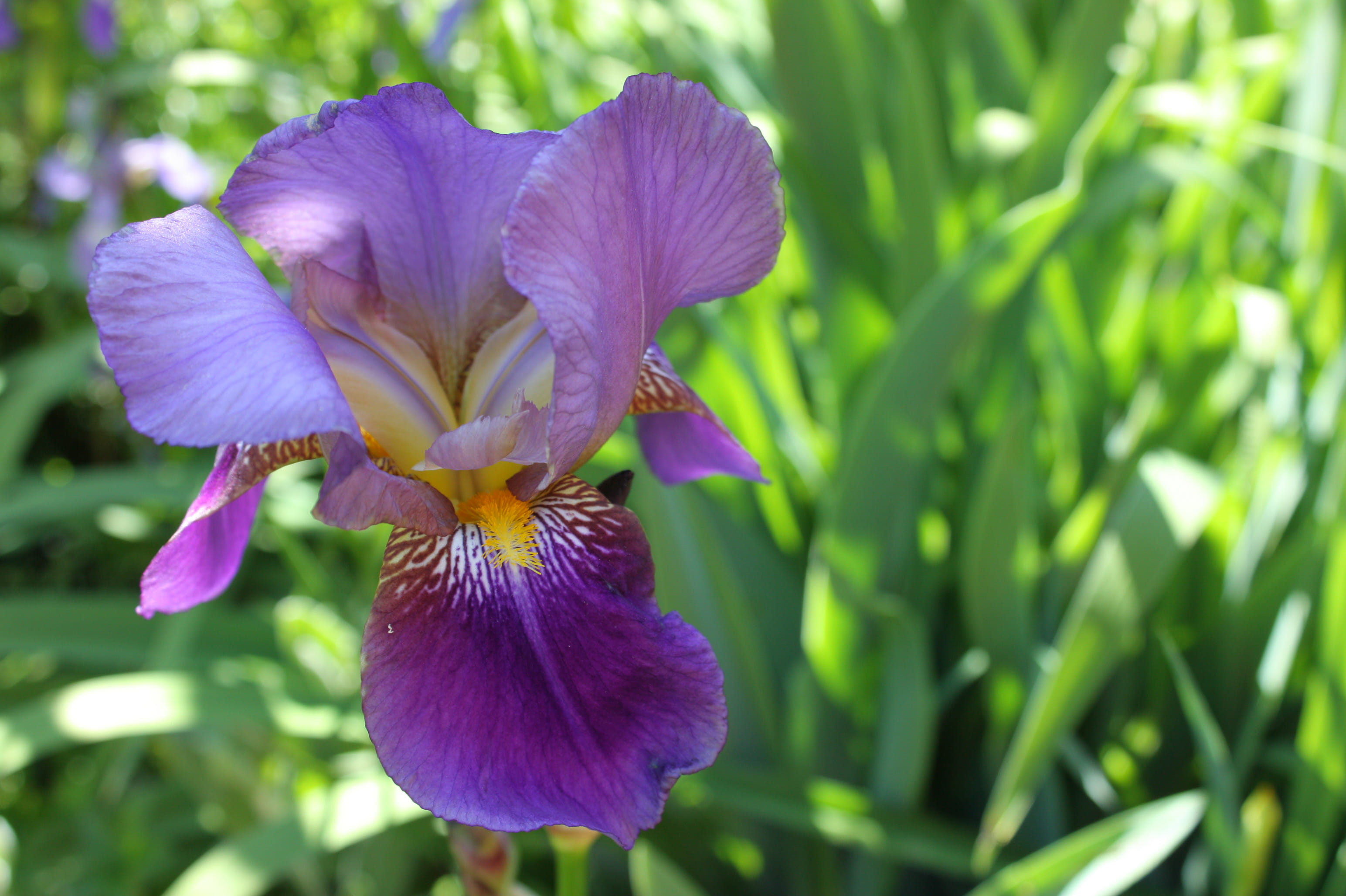 vulnerability, close-up, garden, nature, iris, inflorescence, 2K, halifax, closeup, day, purple, canada, spring, growth, freshness, outdoors, yellow, focus on foreground, HD Wallpaper