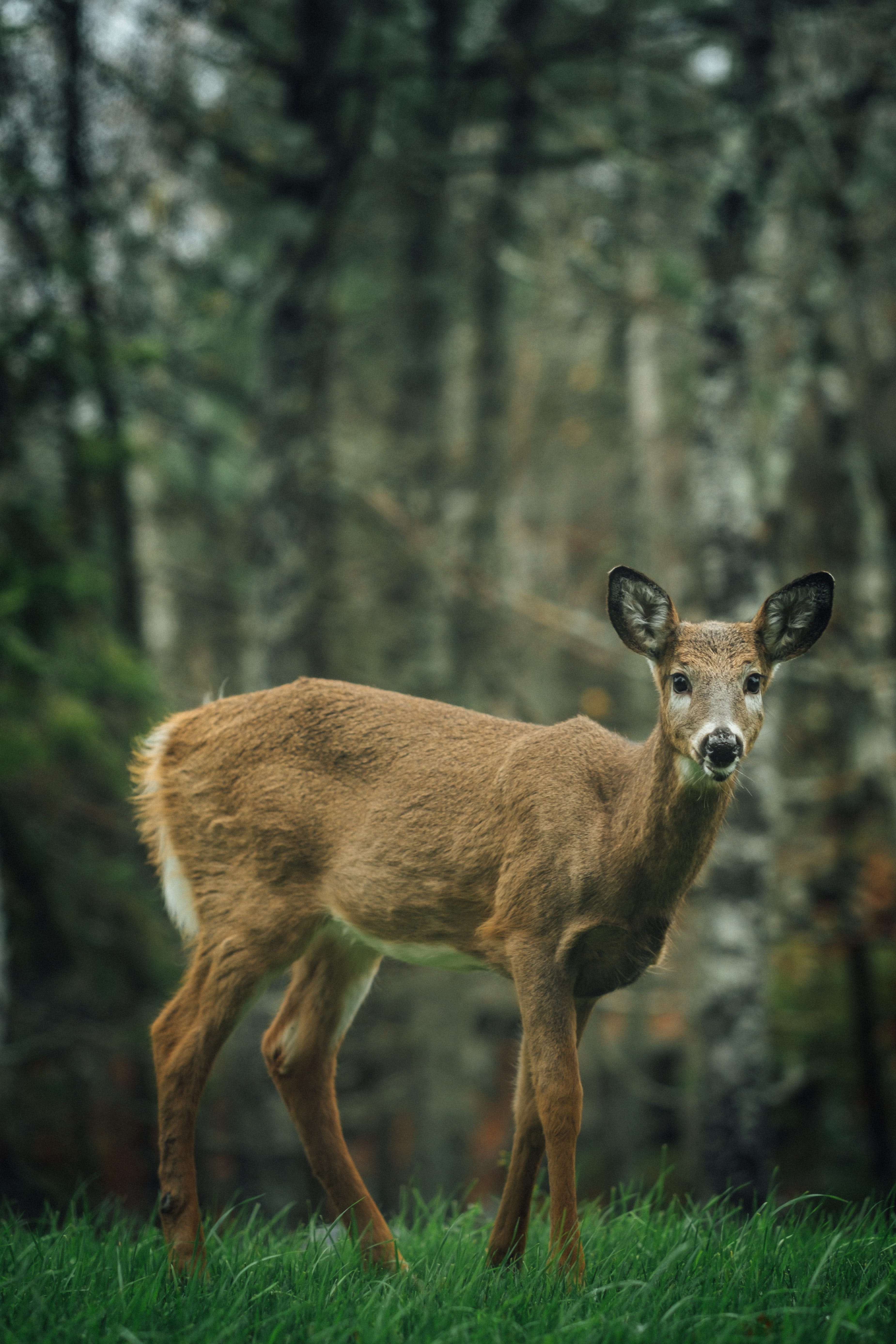 wildlife, forest, hunt, look, 5K, antelope, vertebrate, animals in the wild, backyard, plant, nature, tree, mammal, land, canada, outdoors, animal wildlife, Phone HD Wallpaper