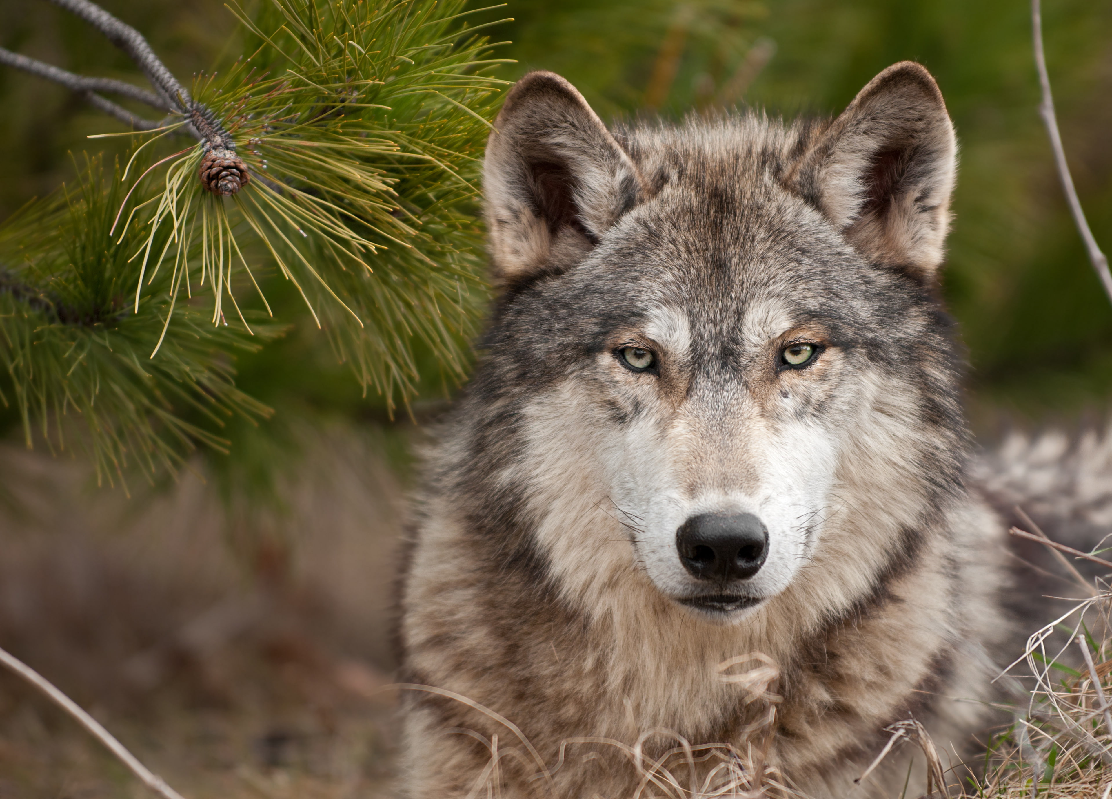 predator, wolf, 2K, a stern look, HD Wallpaper