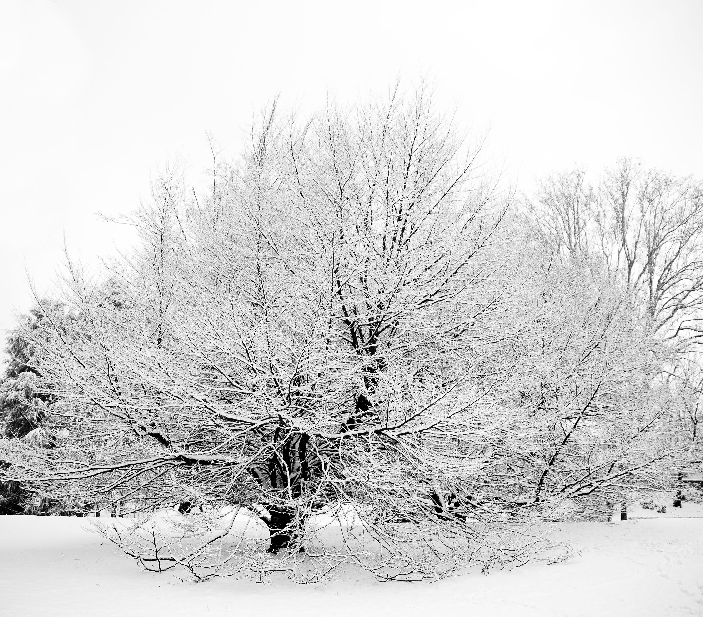 bare tree, beauty in nature, nature, white color, tranquil scene, branch, rural scene, tranquility, frozen, Turin, Italy, no people, cold temperature, land, HD Wallpaper