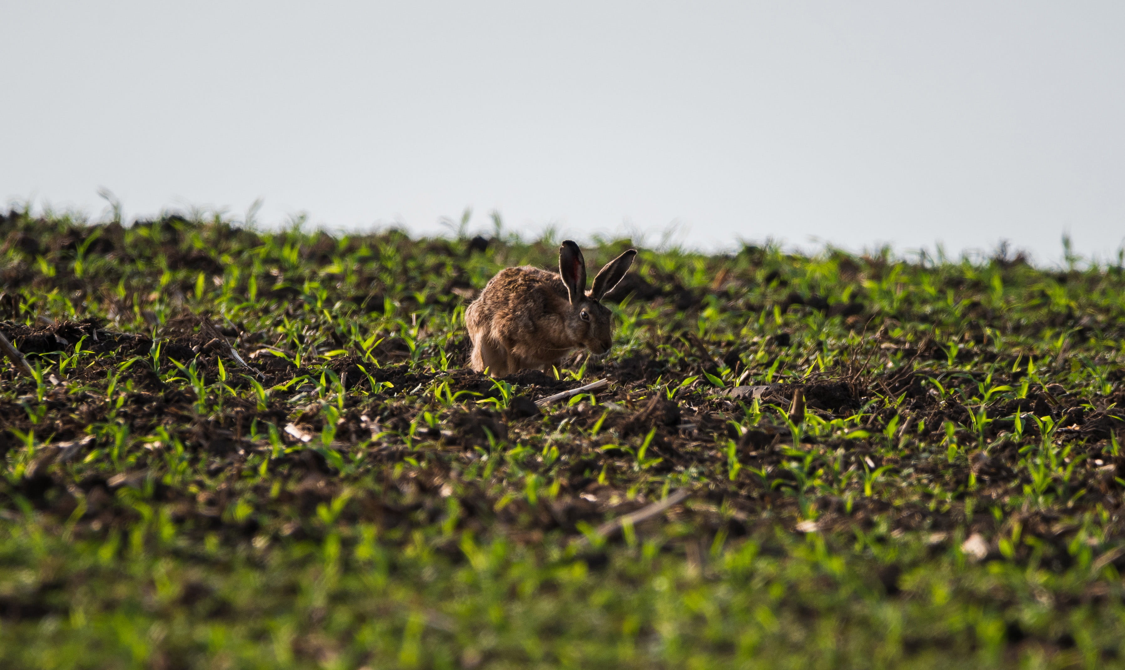 sky, grass, animal wildlife, plant, no people, growth, day, moravia, cute, rabbit, green color, land, one animal, ground, landscape, bird, sunrise, field, HD Wallpaper