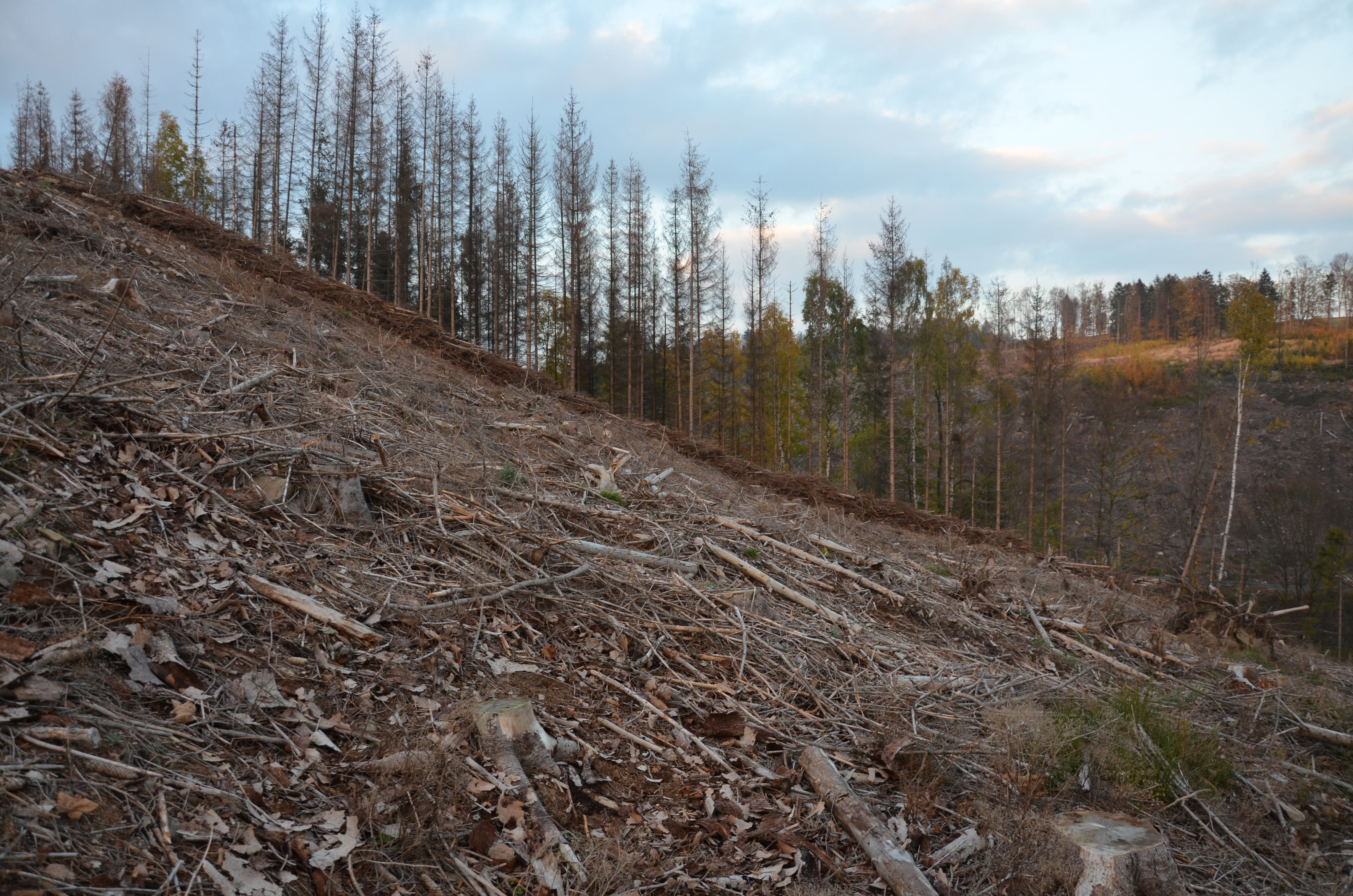 outdoors, tourism, plant, moravia, land, cloud - sky, dry, wood, non-urban scene, tree, day, mountains, scenics - nature, bark beetle, czech, ecology, the jeseníky mountains, HD Wallpaper