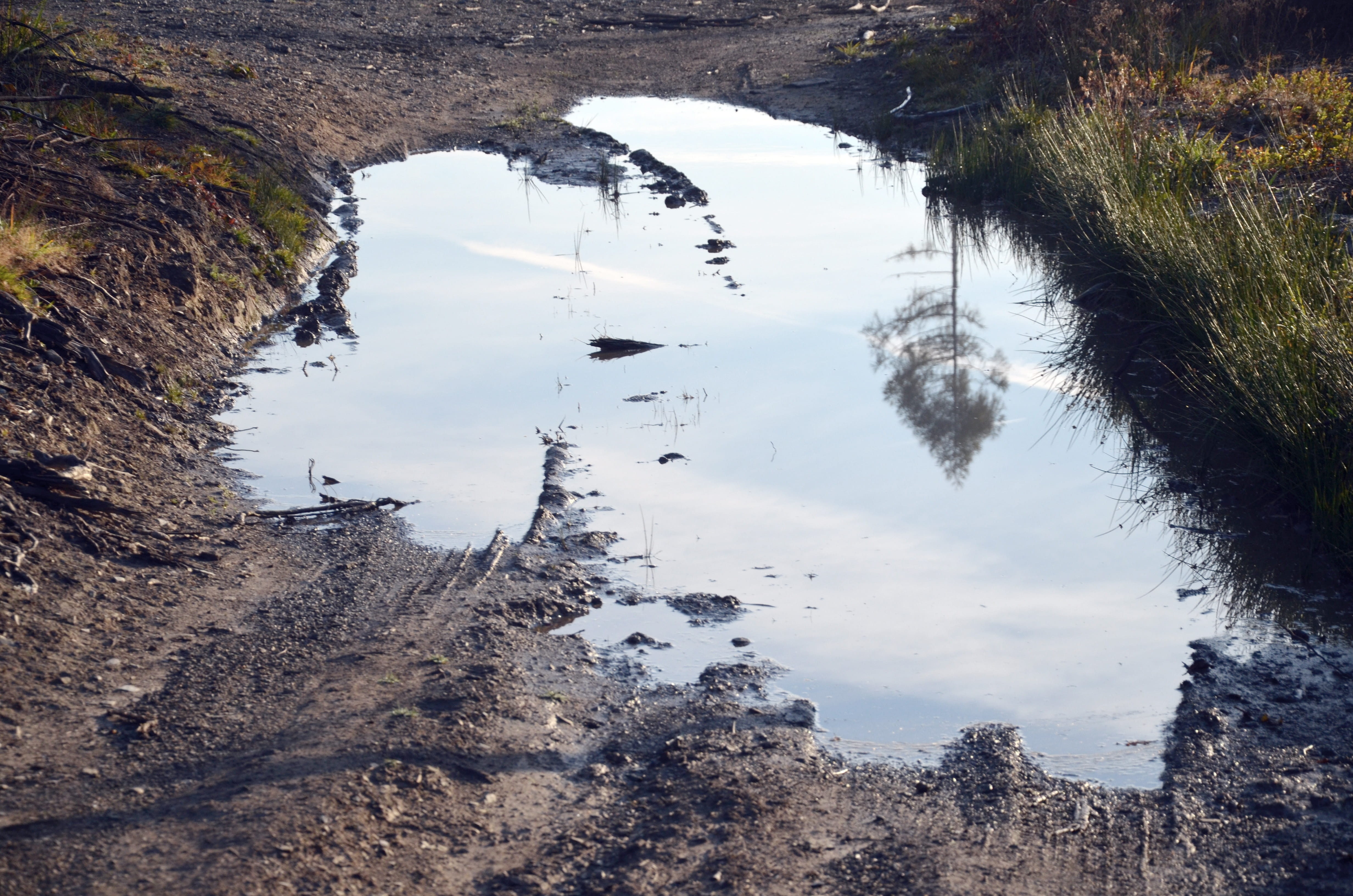 reflection, bark beetle, nature, sky, 4K, tree, scenics - nature, moravia, high angle view, beauty in nature, field, extraction, standing water, day, calamity, HD Wallpaper