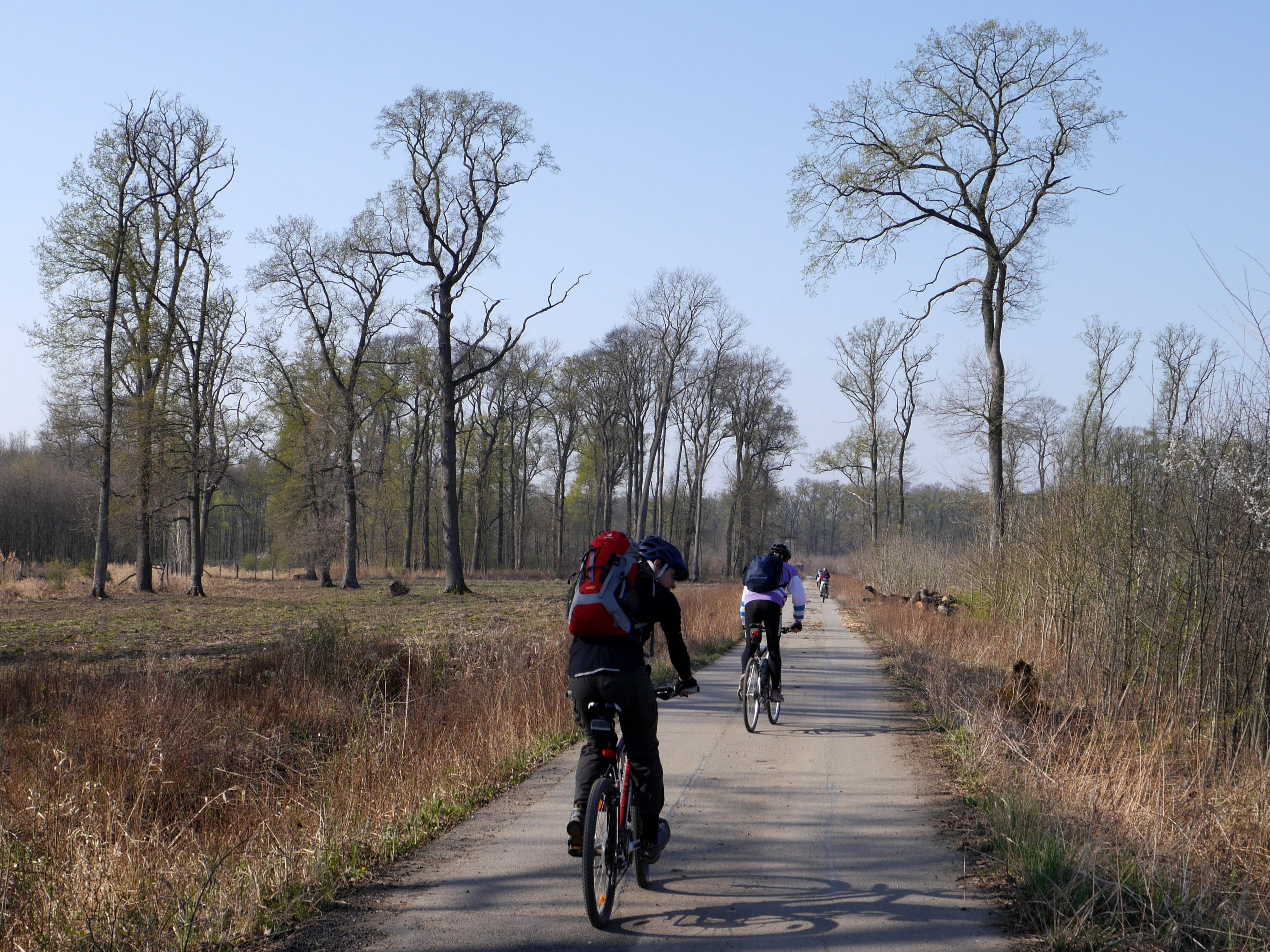 Trees, 2K, transportation, direction, tree, real people, riding, bike, moravia, lifestyles, Forest, land vehicle, people, cycling, mode of transportation, HD Wallpaper