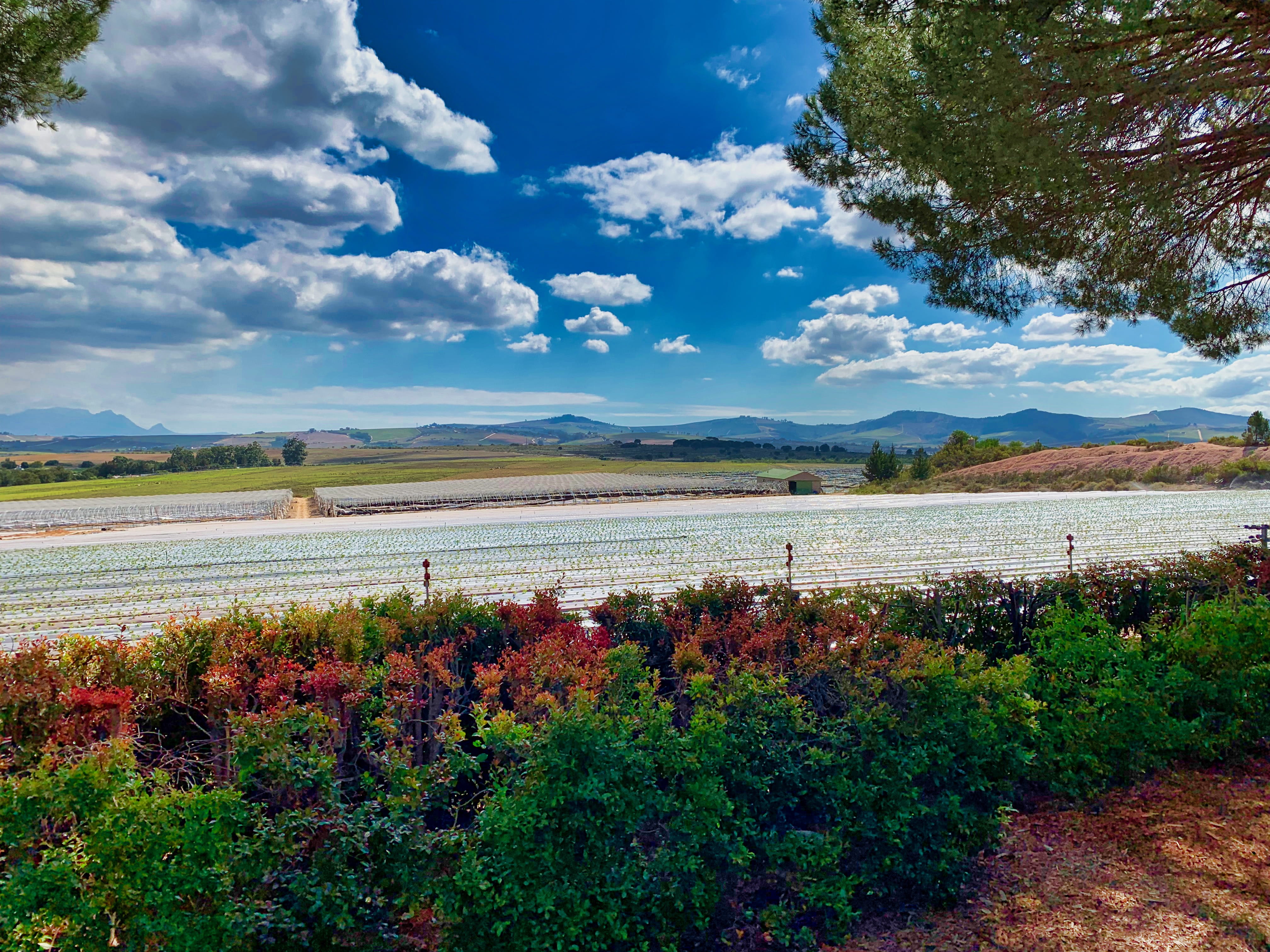 cumulus, non-urban scene, growth, lake, outdoors, stellenbosch, tranquility, nature, azure sky, no people, cloud, vegetation, winelands, scenics - nature, HD Wallpaper