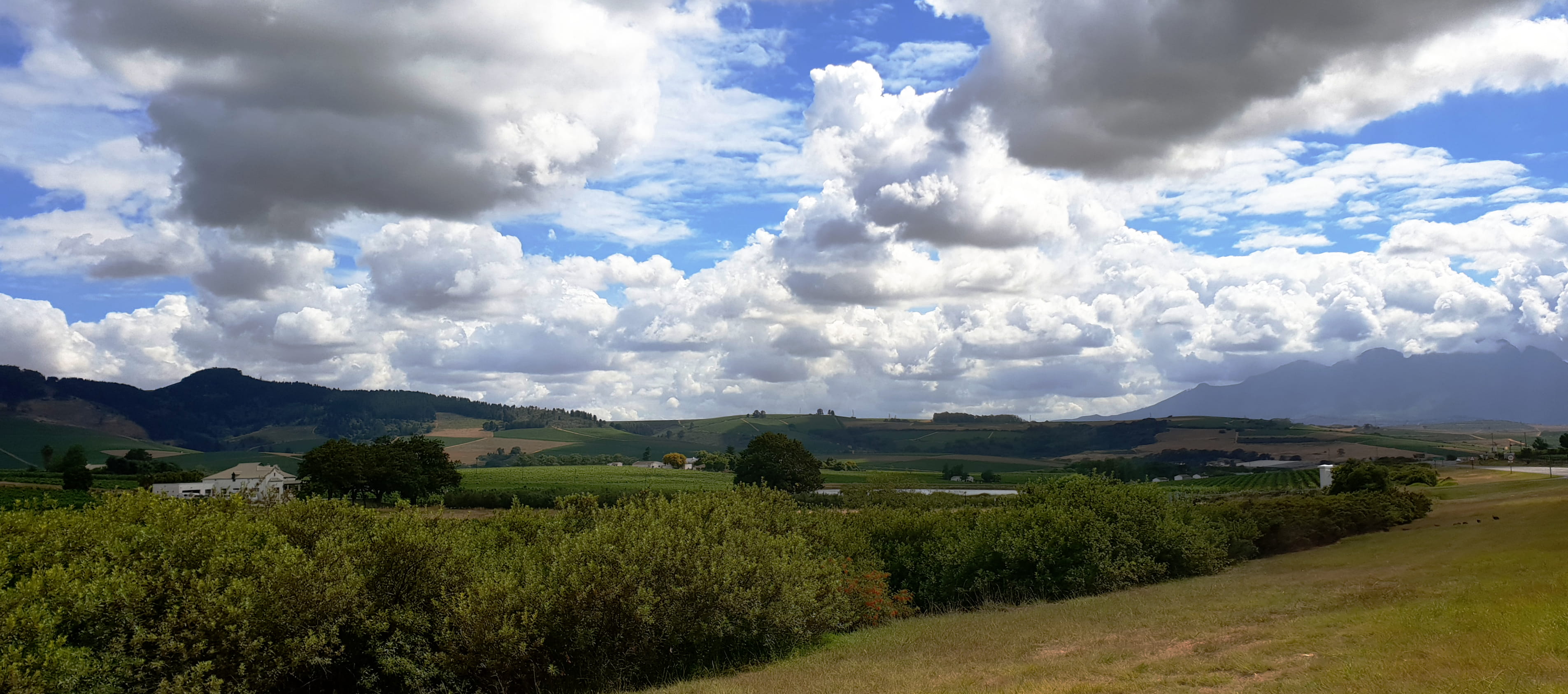 tree, non-urban scene, countryside, scenics - nature, rural, green color, cloud - sky, cumulus, blue, mountain, scenery, stellenbosch, outdoors, land, growth, HD Wallpaper