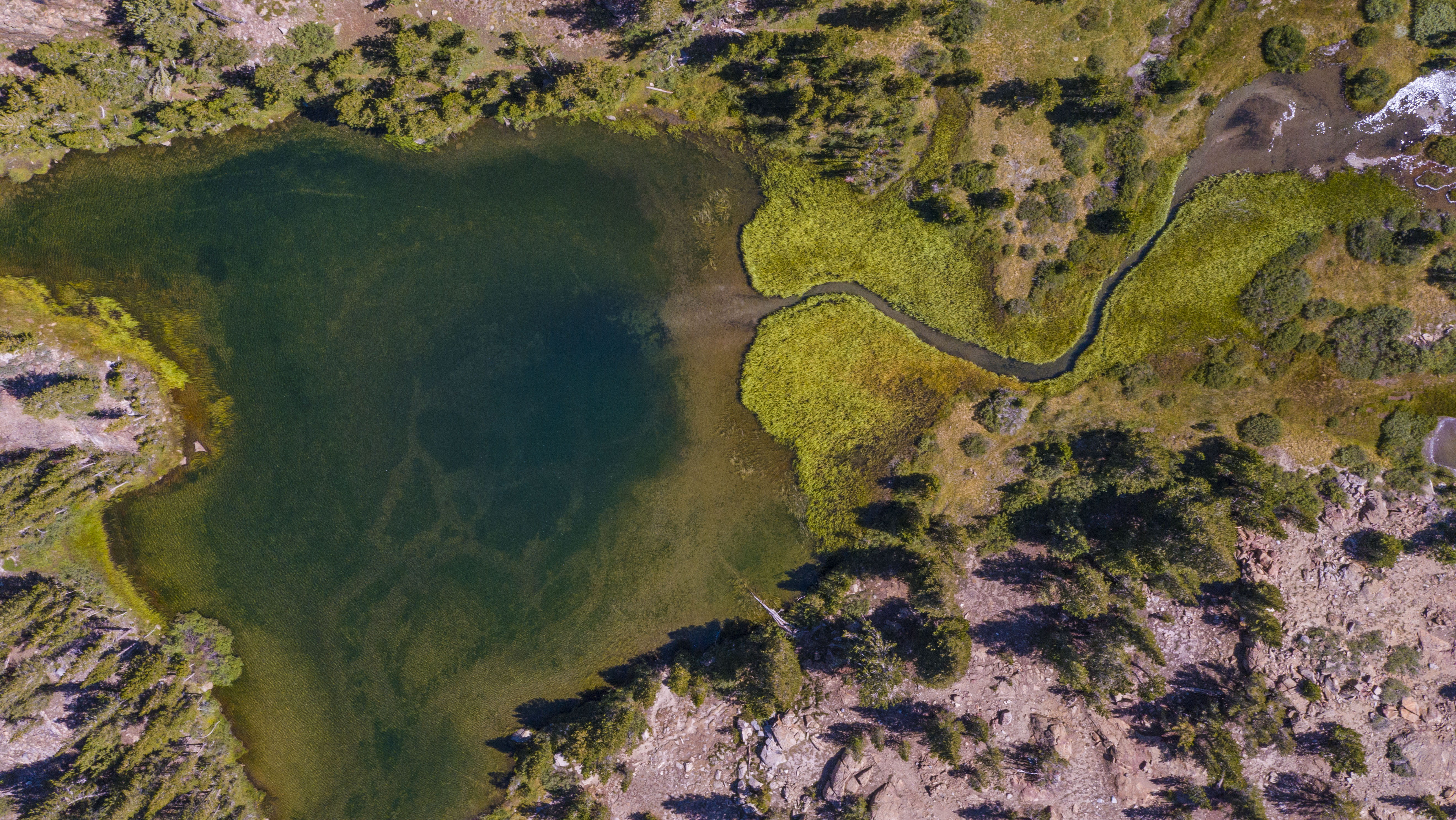 water, park, land, 5K, day, trees, forest, environment, green, green color, tree, landscape, shot, plant, drone, top, no people, united states, nature, HD Wallpaper