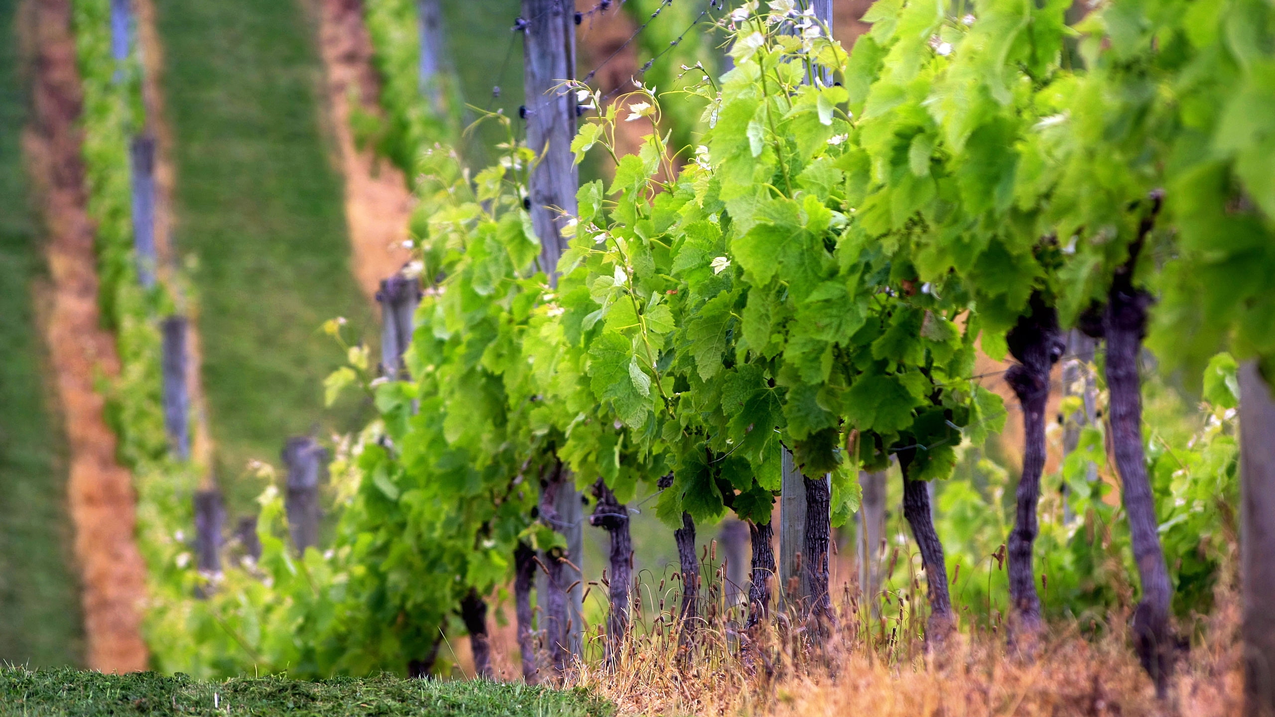 Fields, wine, grape, art, 2K, hd, plants, nature, baby, region, HD Wallpaper