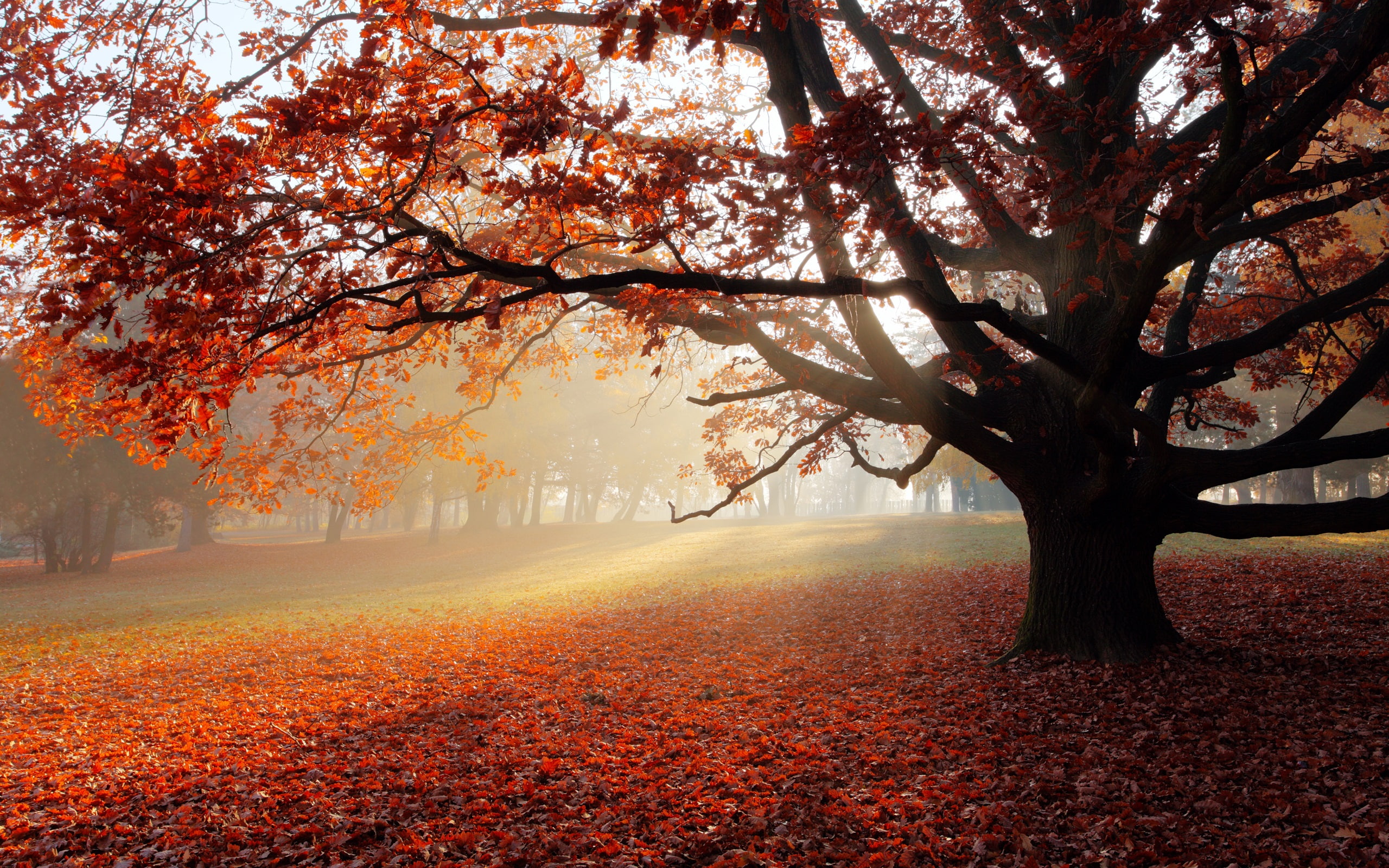 Sun, Red, Tree, Lonely, Leaves, 2K, Autumn, Park, HD Wallpaper