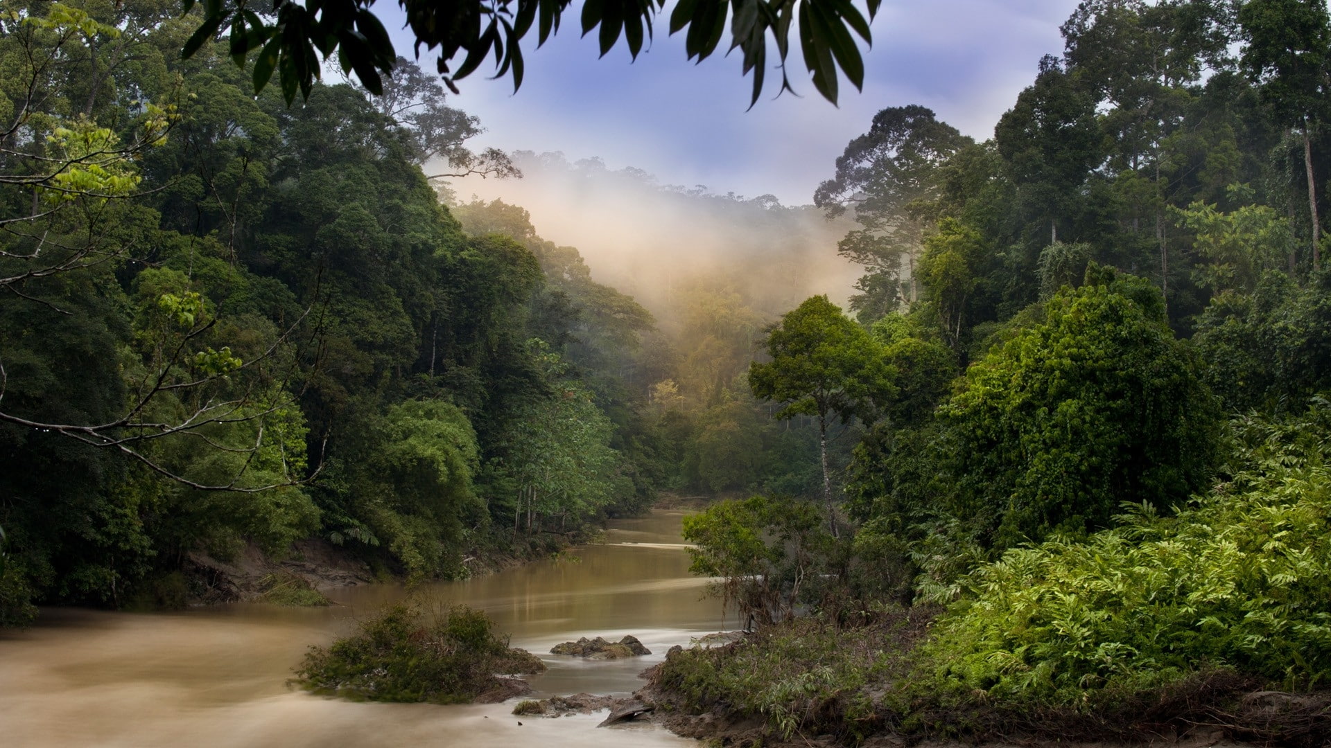 dawn, art, nature, malaysia, Forests, Jungle, 1080P, Rivers, hd, HD Wallpaper