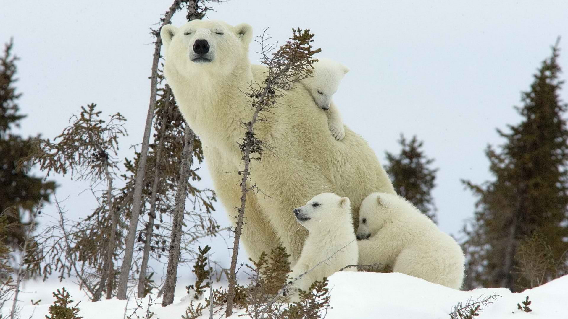 mother, 1080P, park, national, Canada, bears, cubs, animals, hd, art, x, world, HD Wallpaper