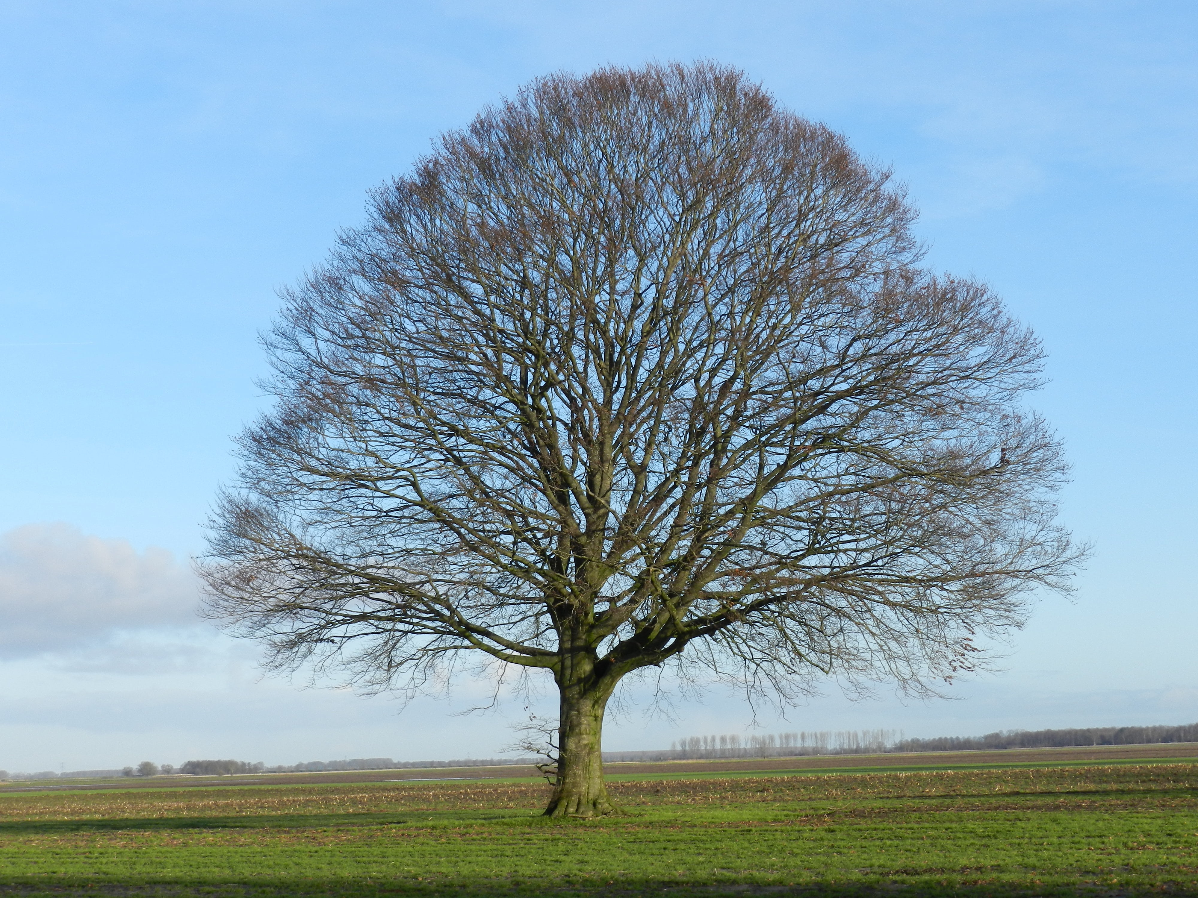 4K, no people, bare tree, grass, nature, field, plant, outdoors, tranquility, day, sky, isolated, environment, land, landscape, non-urban scene, lonely, HD Wallpaper