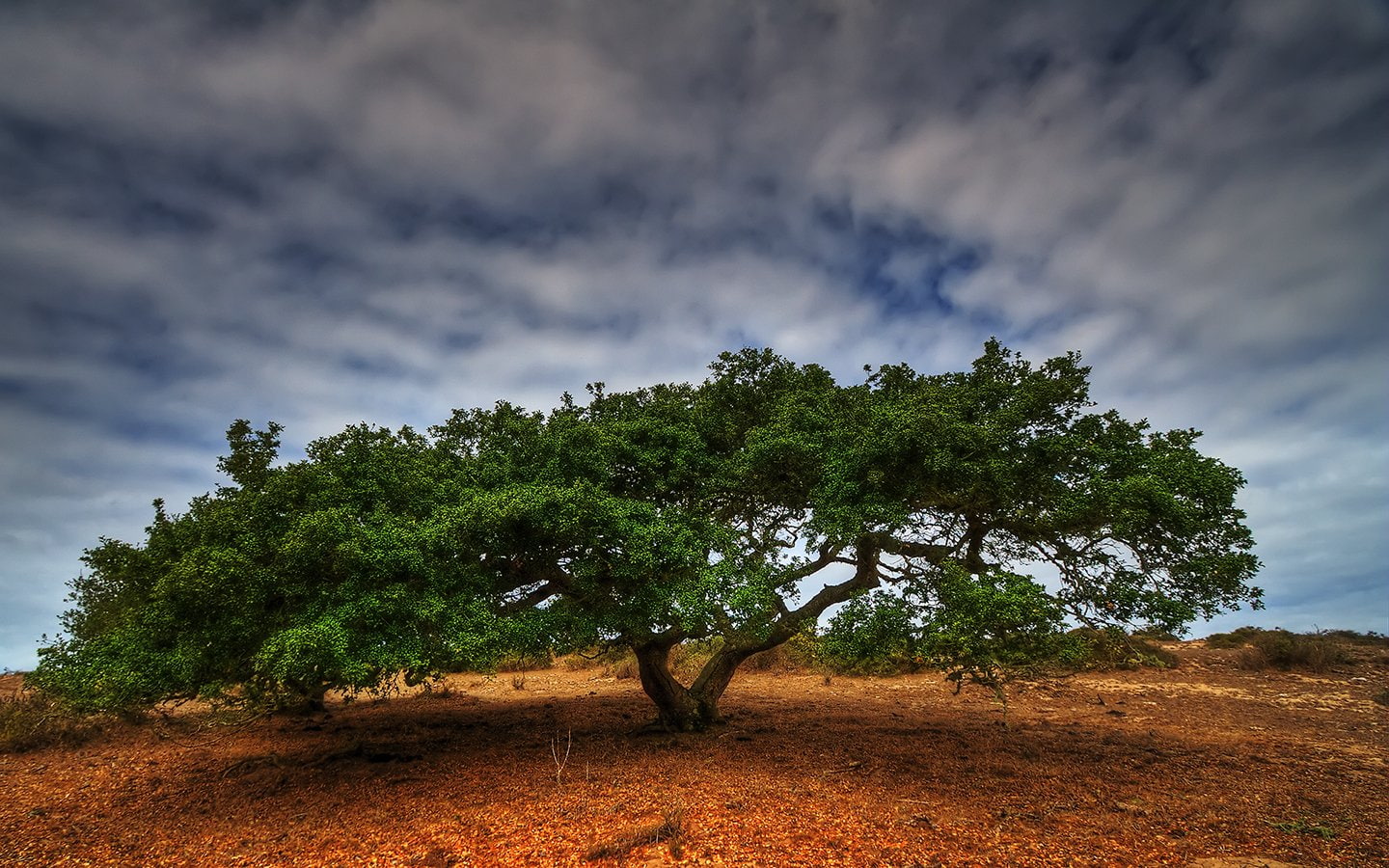 Oak, Nature, Lonely Tree, 720P, Trees, Oak Tree, HD Wallpaper