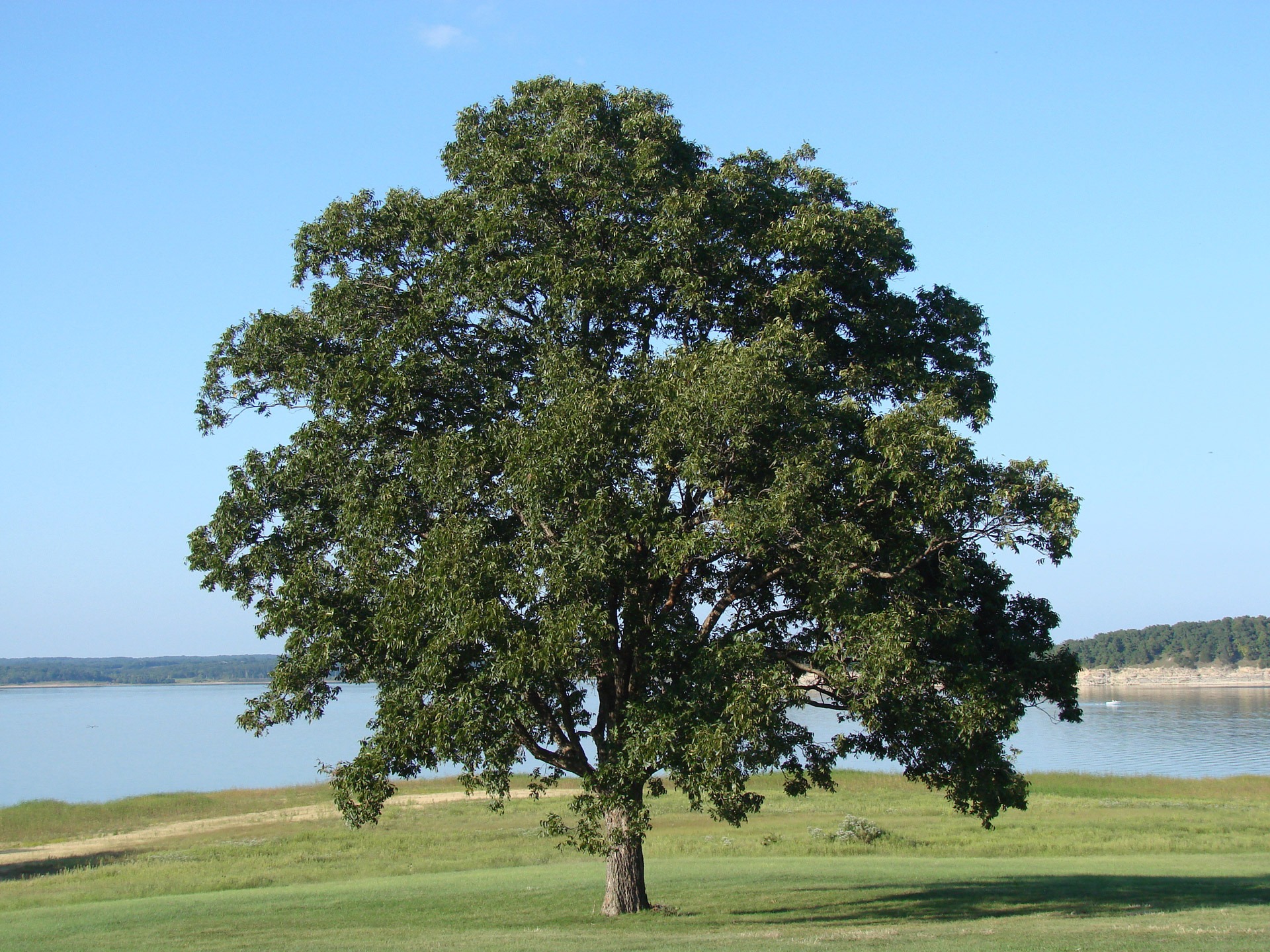 natural, clear sky, field, scene, branches, scenery, view, no people, oak, green, meadow, environment, leaf, 1080P, outdoors, solitude, tree, grass, weather, HD Wallpaper