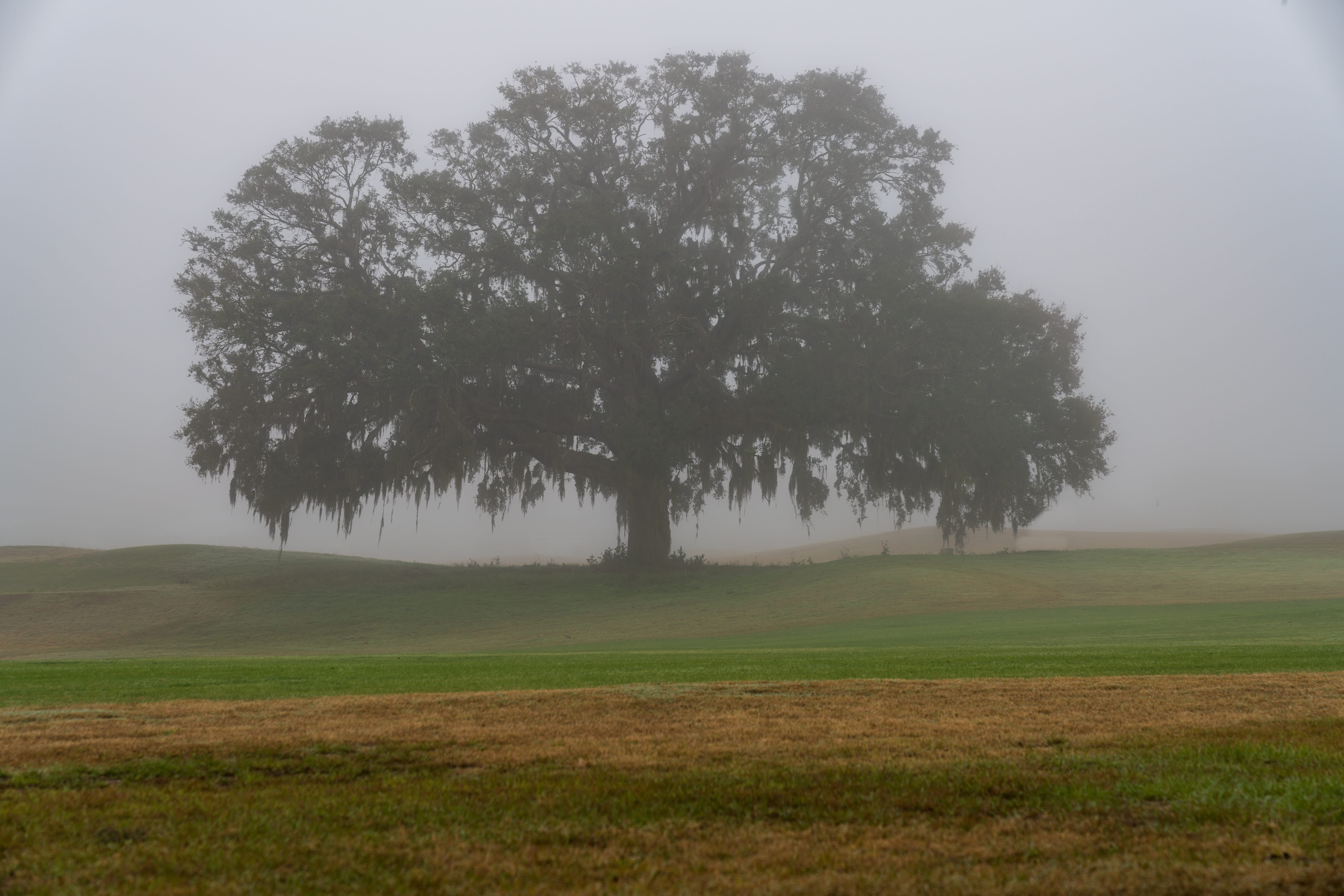 tranquil scene, tranquility, scenics - nature, day, beauty in nature, nature, outdoors, land, non-urban scene, growth, tree, environment, grass, sky, fog, HD Wallpaper