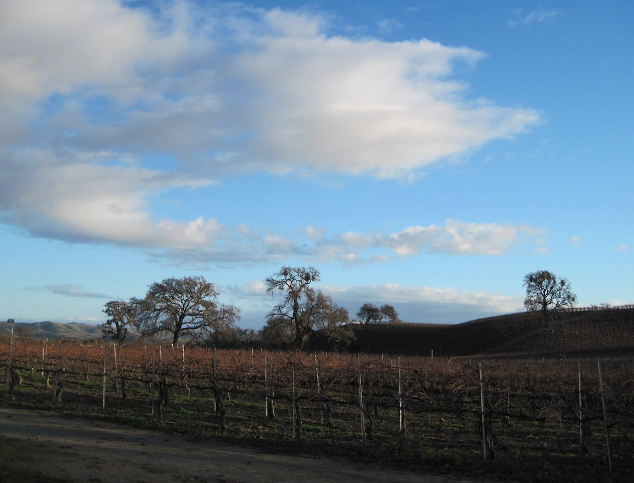 field, rural Scene, plant, hills, boundary, clouds, winter, oak, vineyard, countryside, ranch, scenics - nature, cloud, barrier, winemaking, trees, 720P, HD Wallpaper