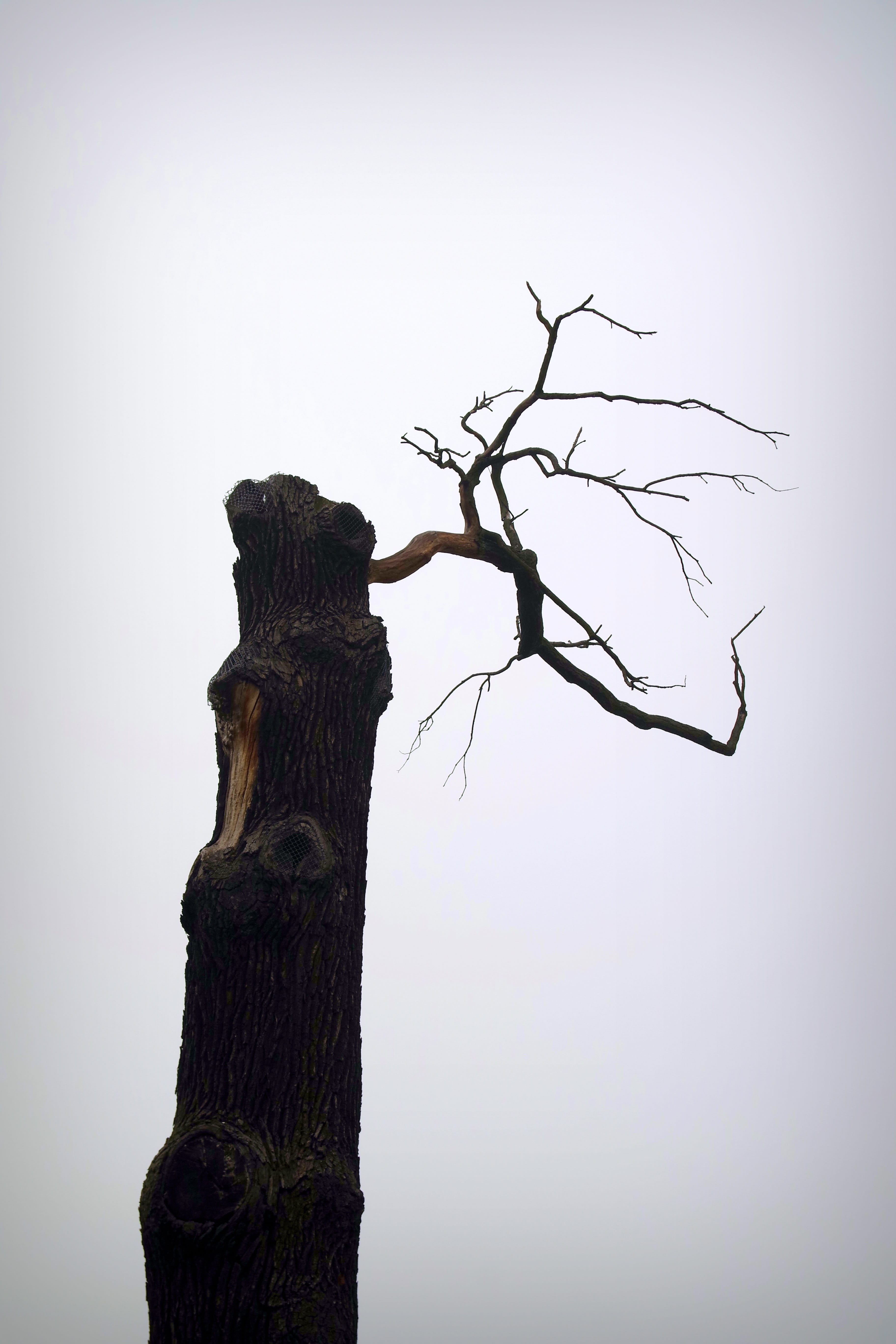 trunk, copy space, forest, branch, Tree, tranquility, Boat, clear sky, day, 5K, Natural Monument, dreary, art and craft, cold, nature, lonely, bare tree, Phone HD Wallpaper