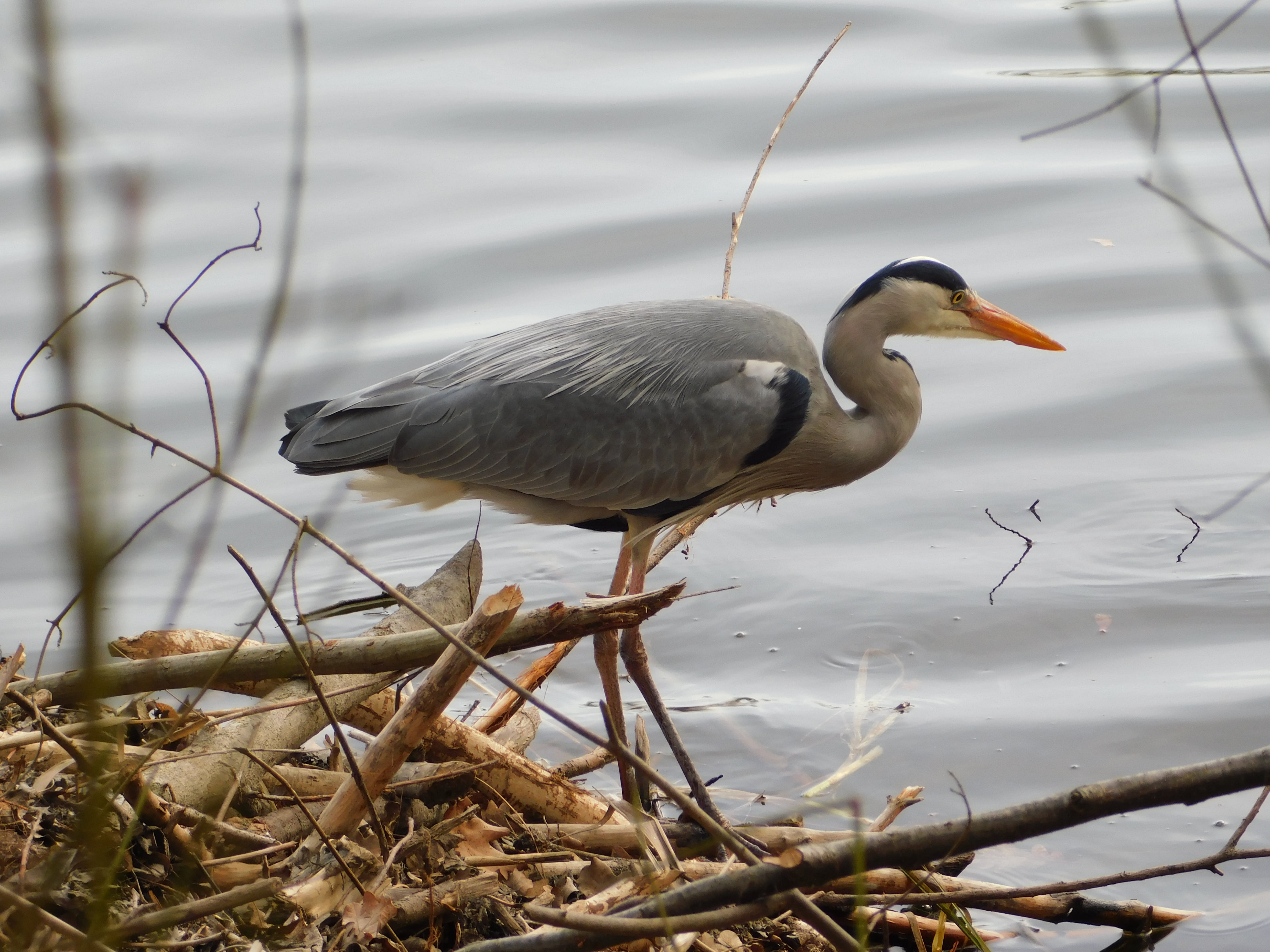 no people, animals in the wild, water, taunus, nature, one animal, day, beak, 4K, animal, animal wildlife, vertebrate, animal themes, water bird, gray heron, HD Wallpaper