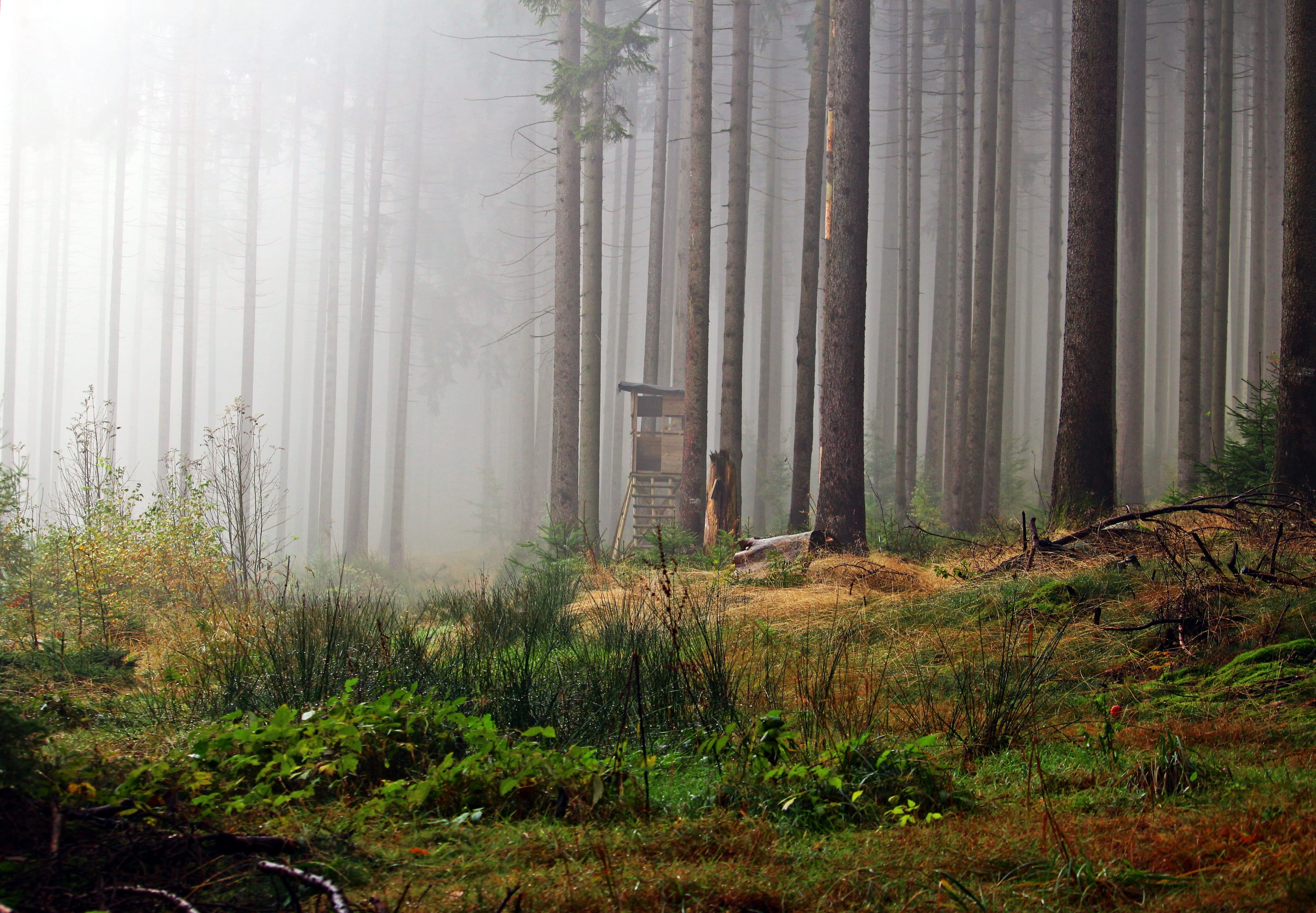 landscape, nature, coniferous tree, forest, woodland, fog, outdoors, tree trunk, trunk, land, hunter was, pine woodland, scenics - nature, beauty in nature, HD Wallpaper